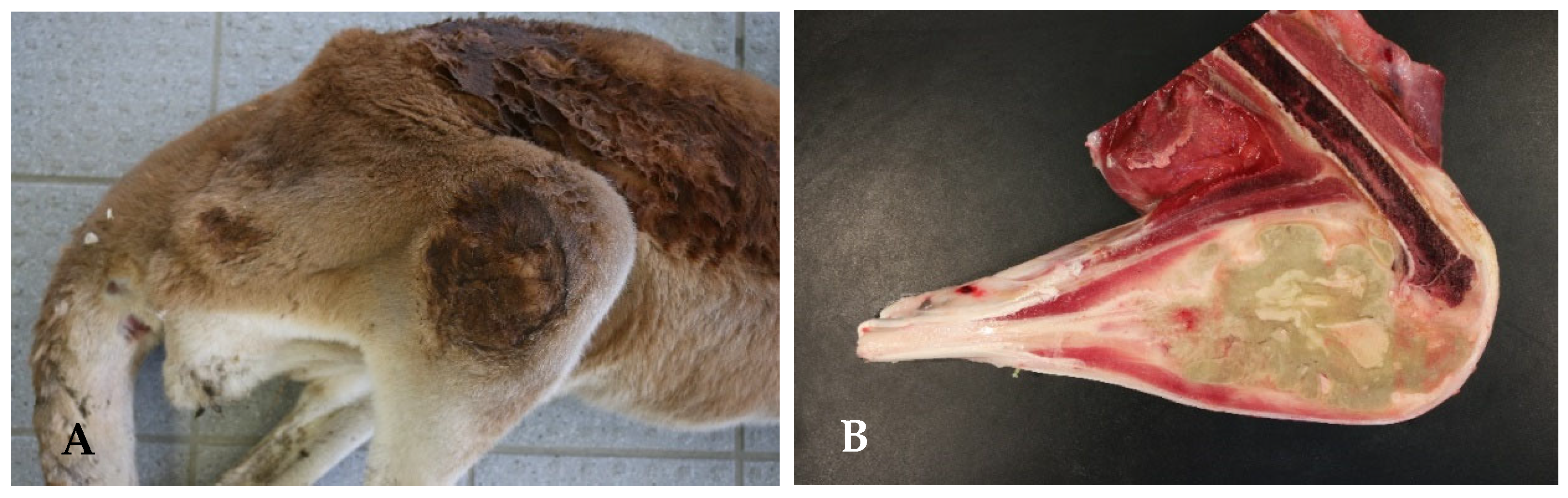 Microorganisms 13 00516 g007