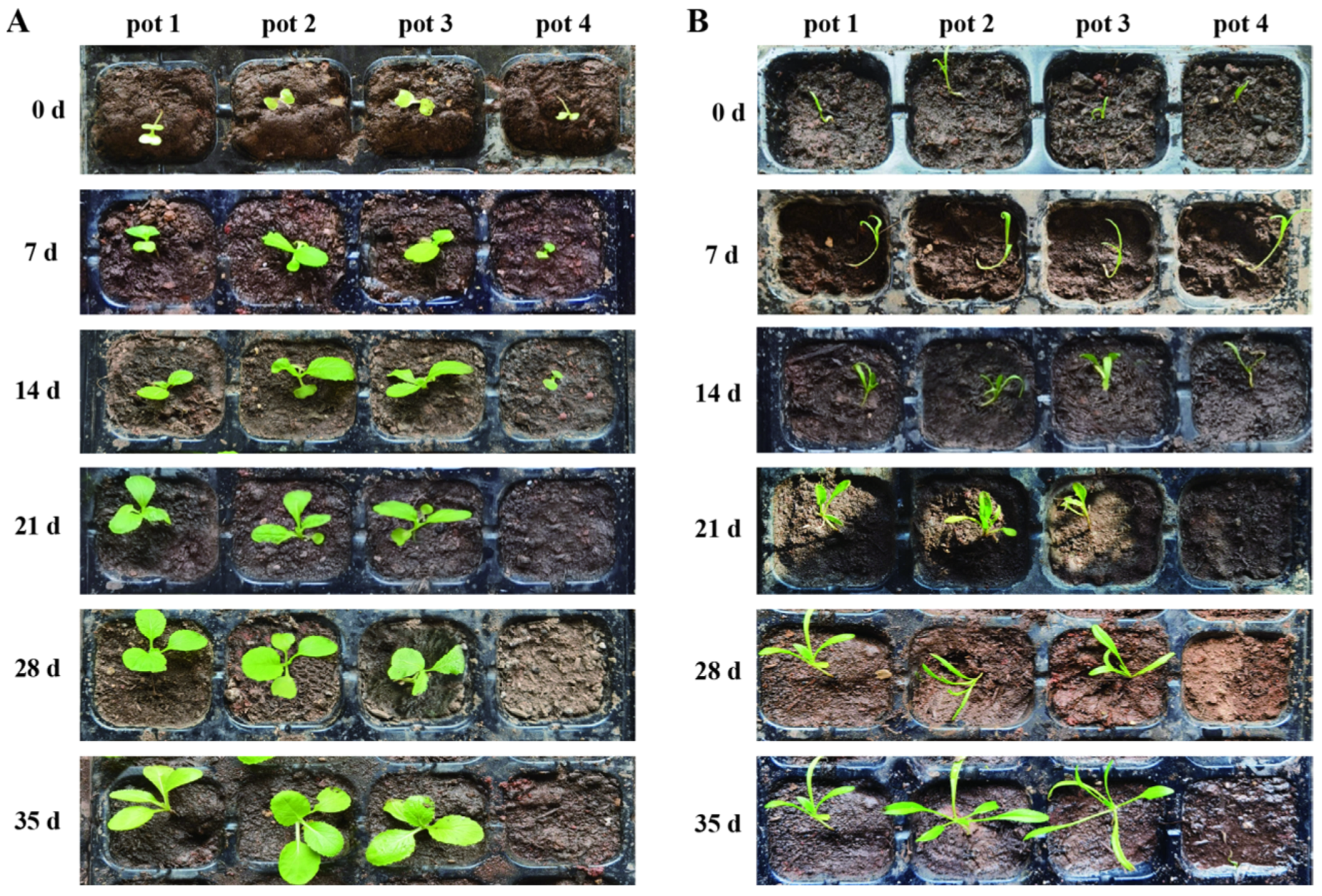 Microorganisms 13 00520 g006
