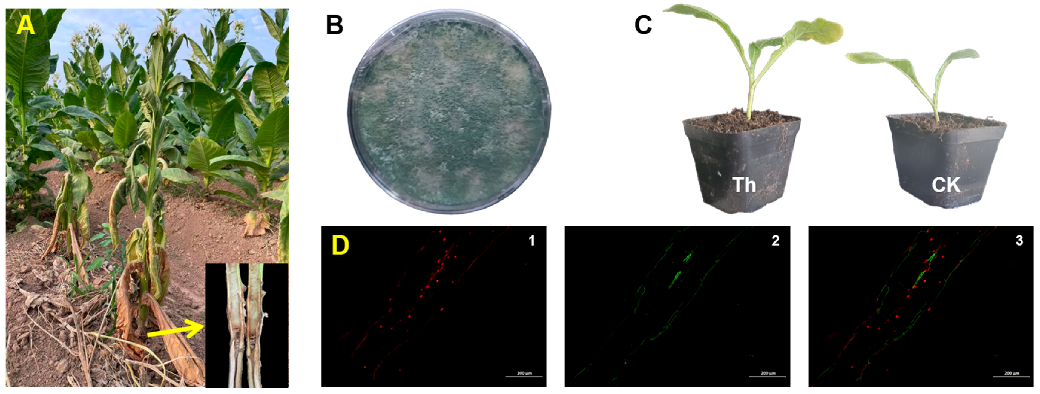 Microorganisms 13 00543 g002