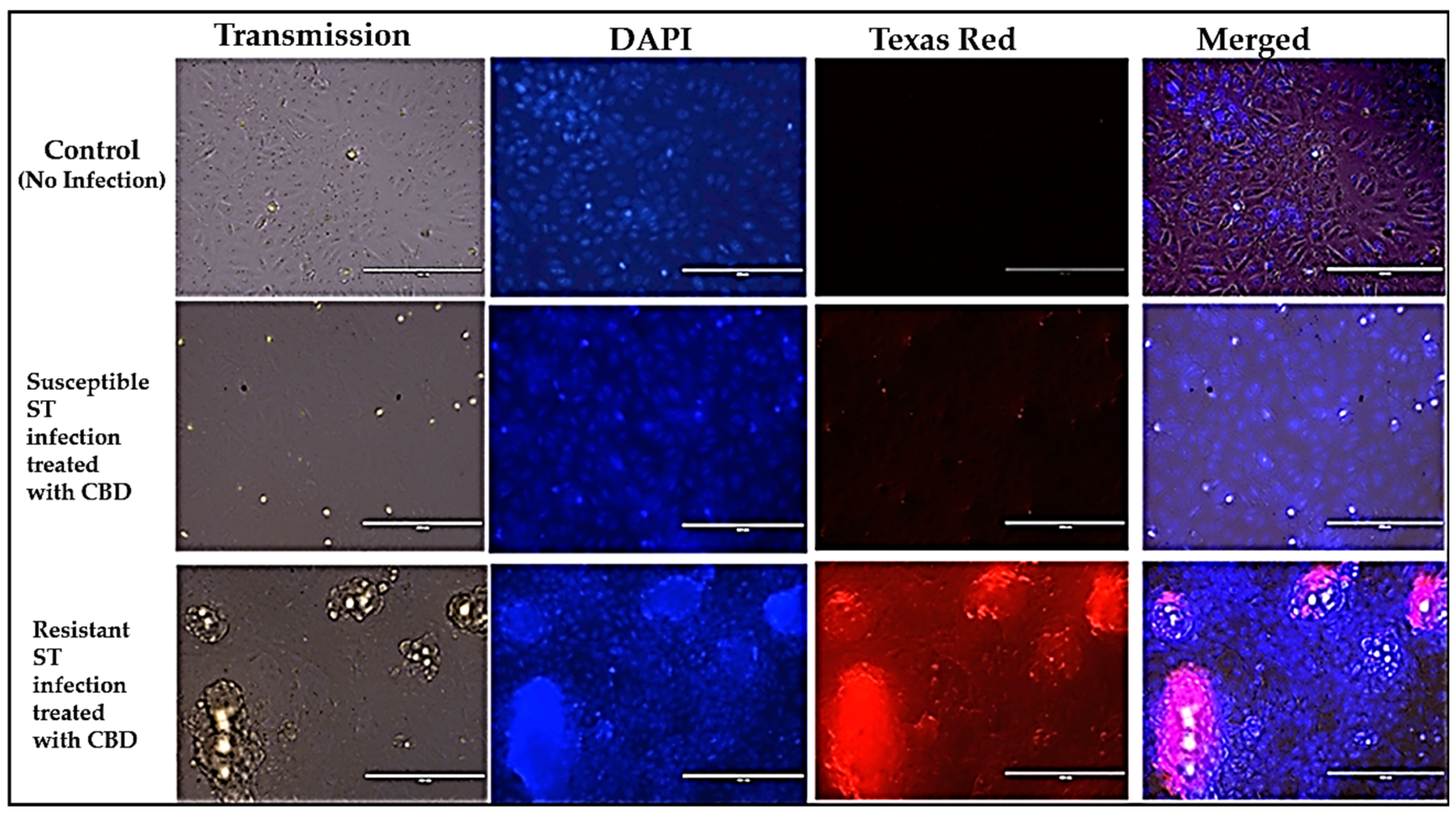 Microorganisms 13 00551 g003