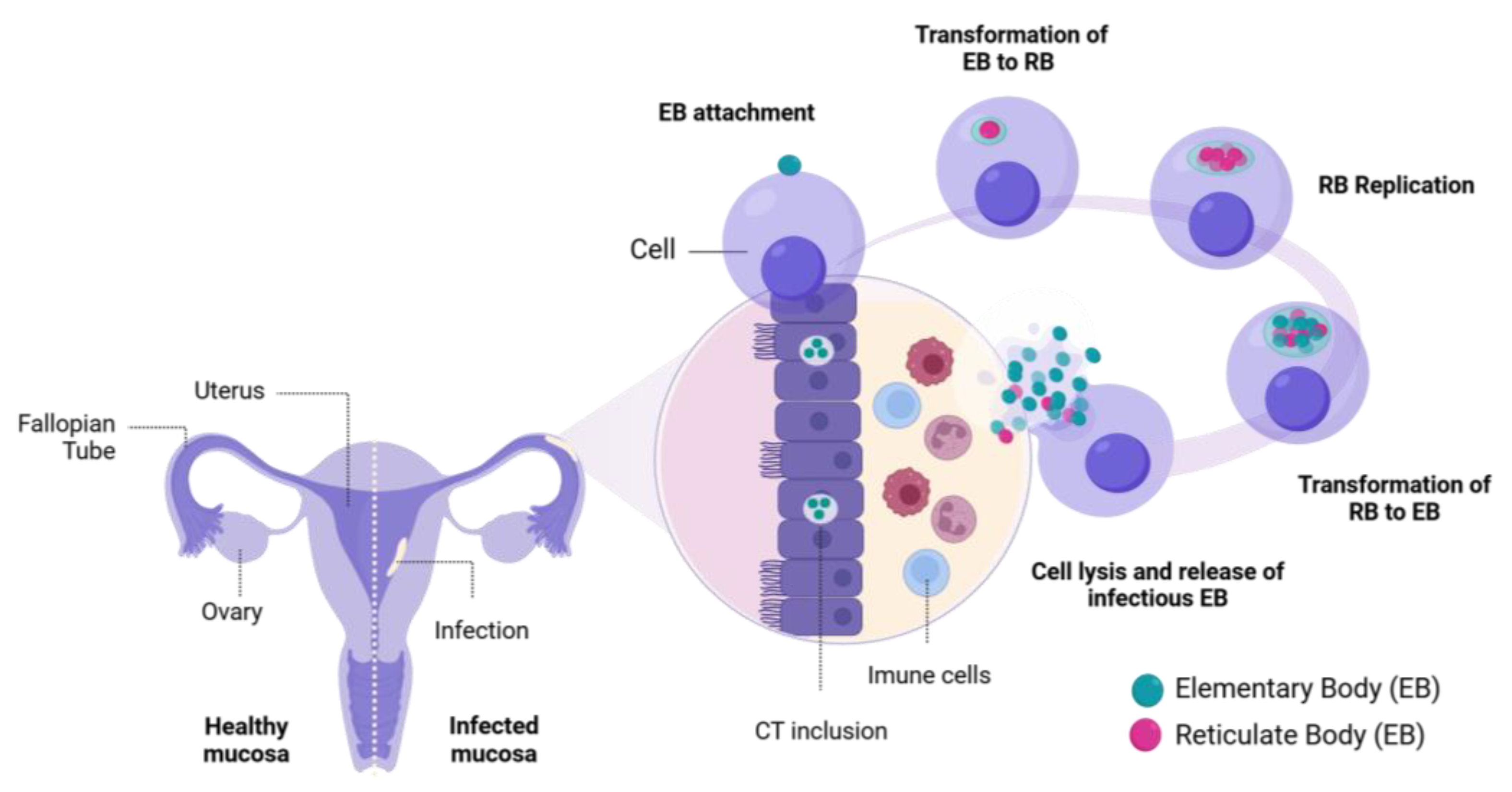 Microorganisms 13 00553 g001