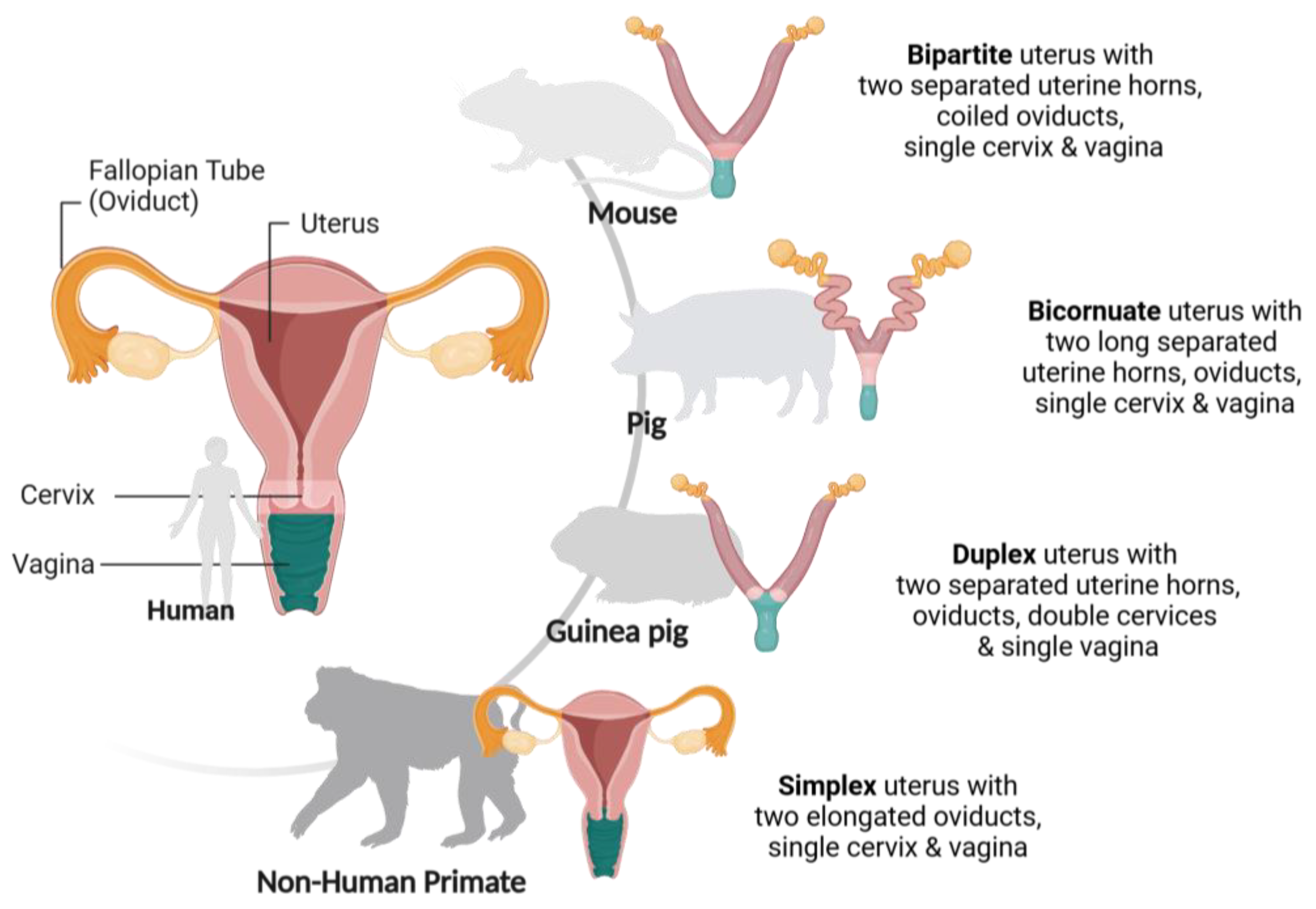 Microorganisms 13 00553 g002