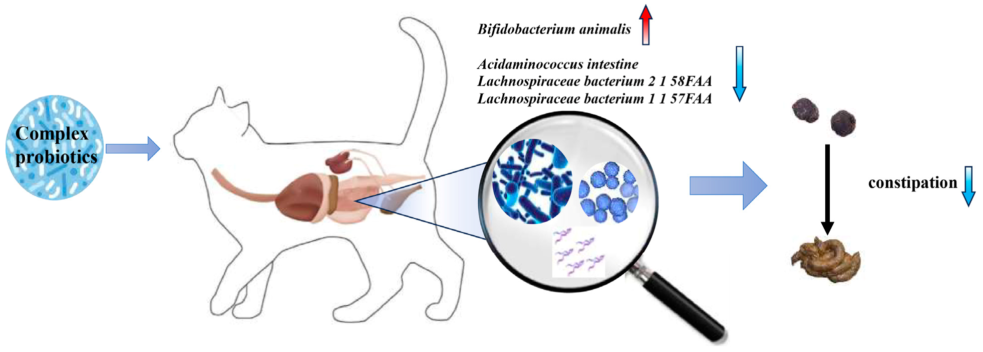 Microorganisms 13 00563 g006
