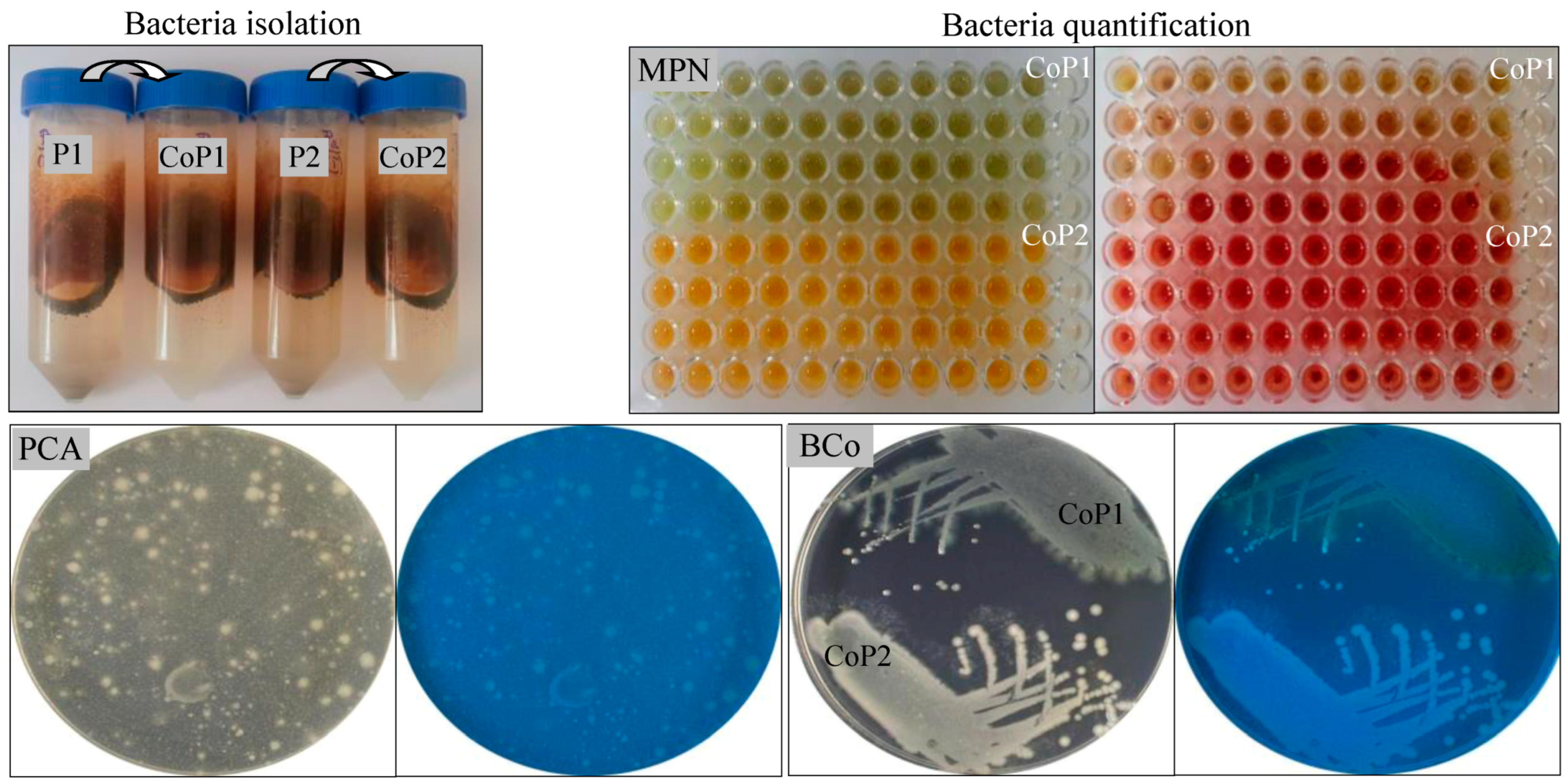 Microorganisms 13 00564 g001