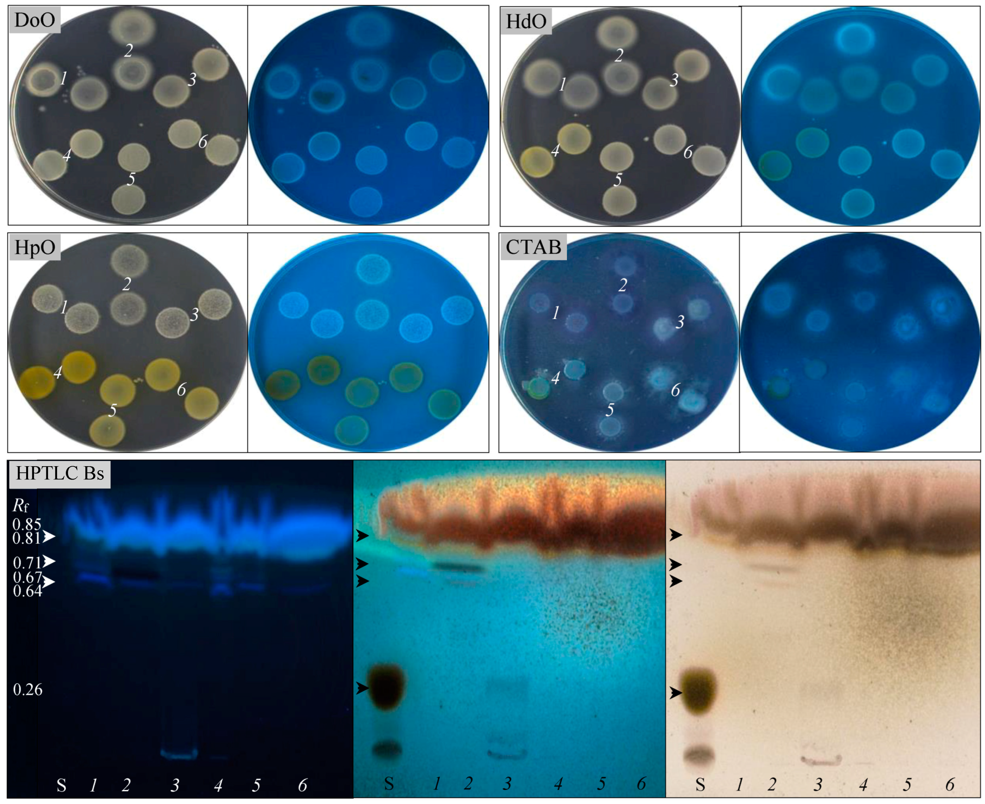 Microorganisms 13 00564 g004