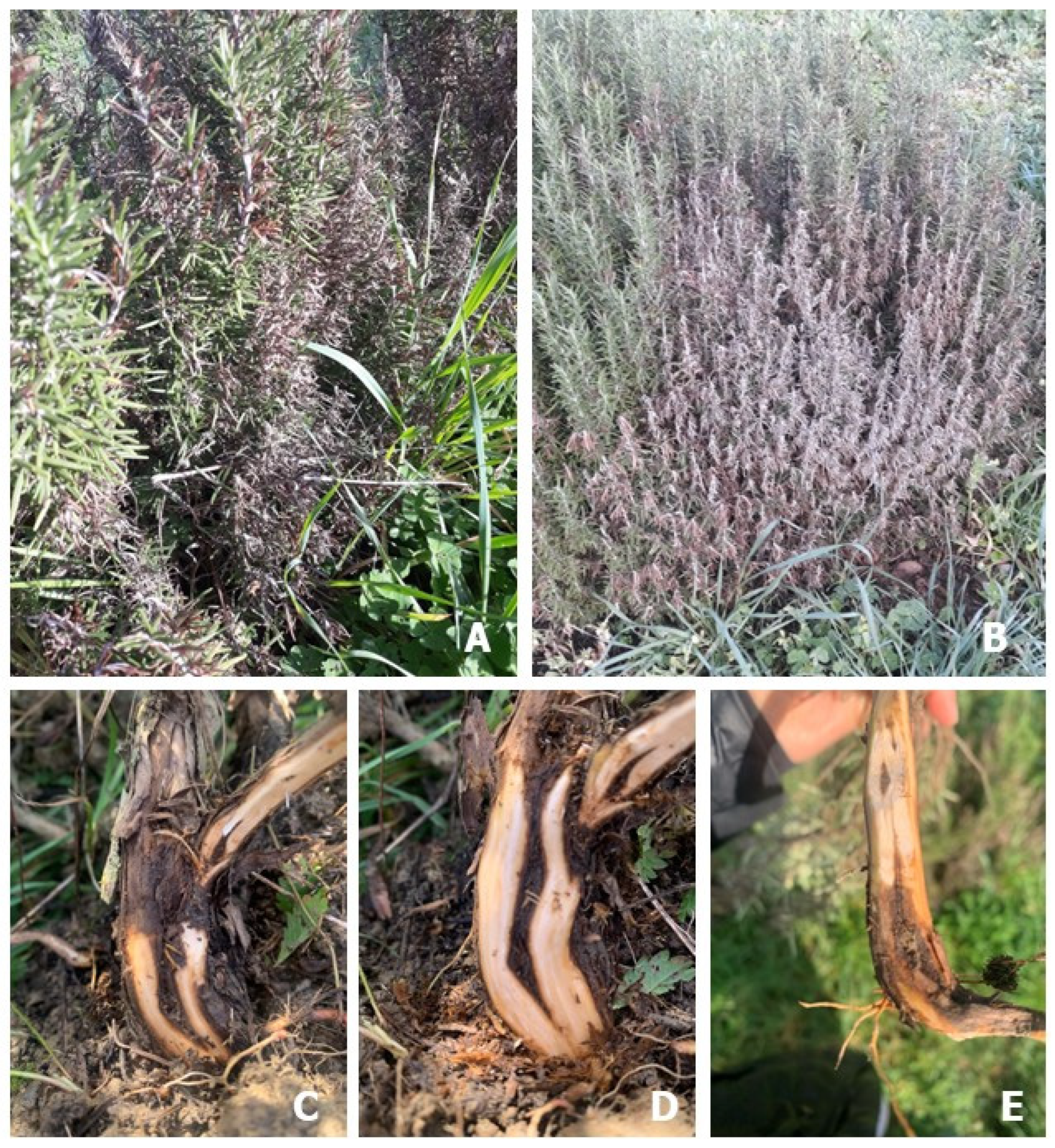 Microorganisms 13 00567 g001