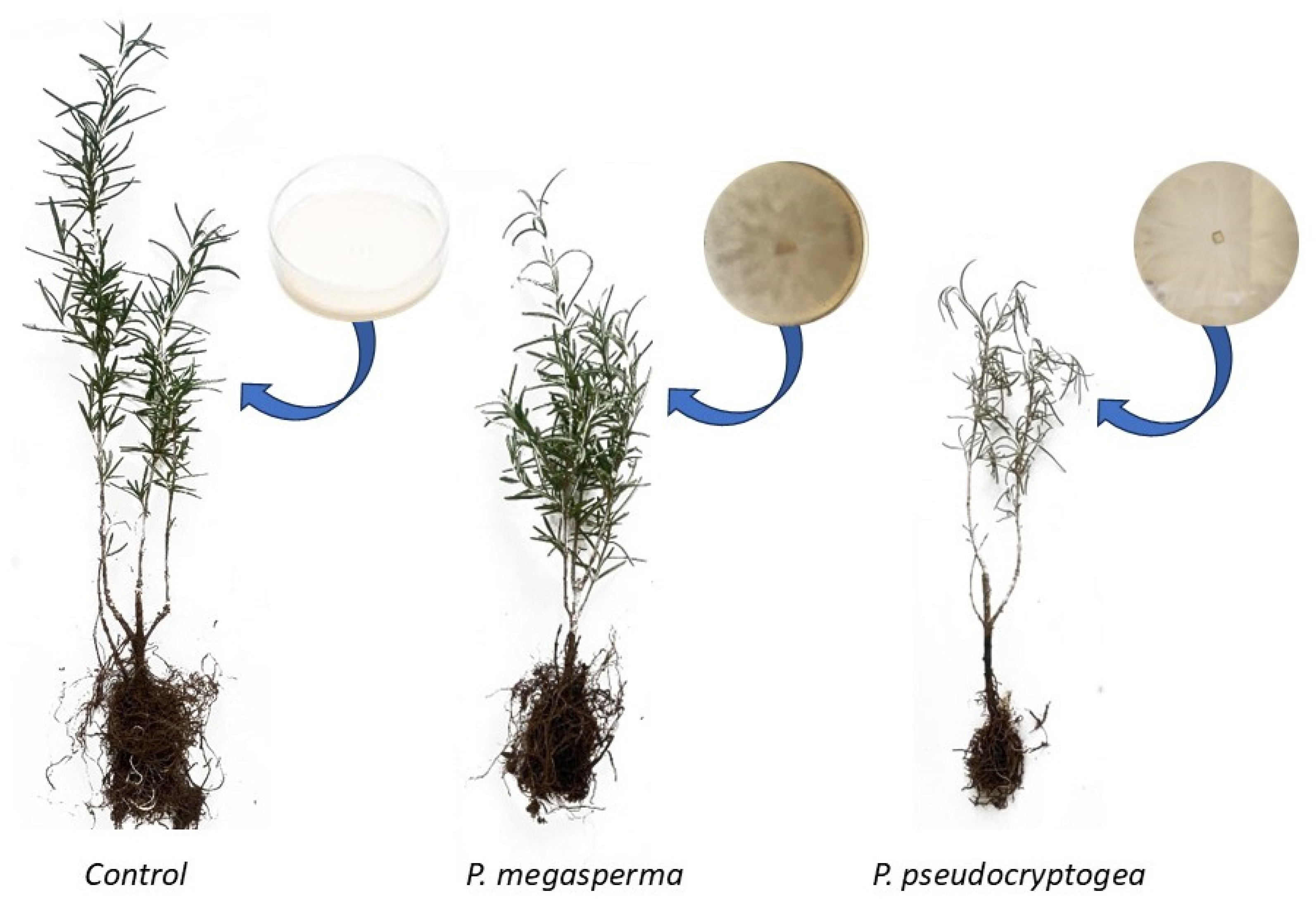 Microorganisms 13 00567 g003