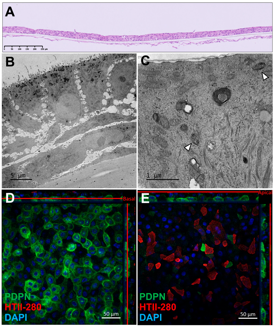 Microorganisms 13 00572 g001