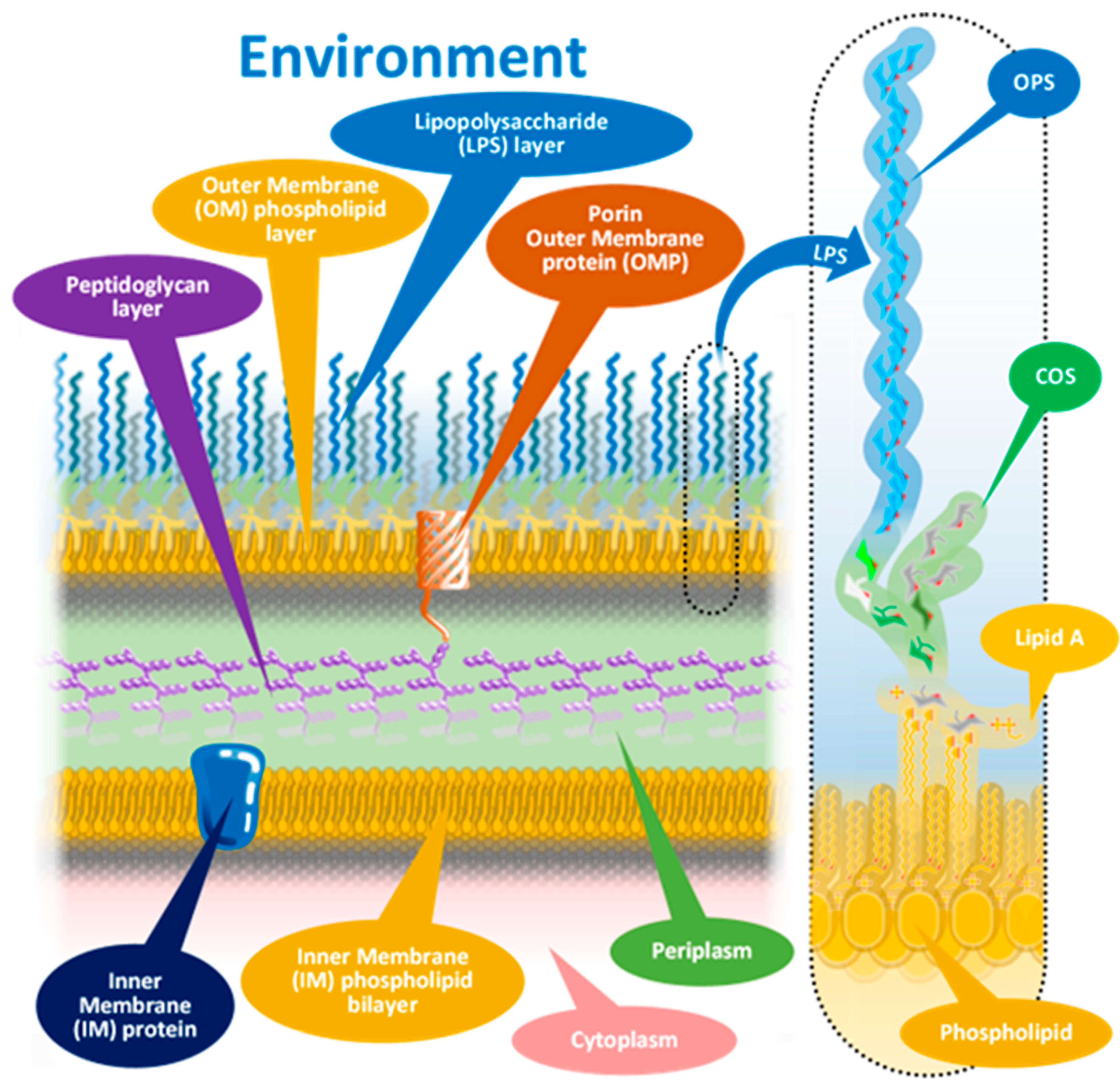 Microorganisms 13 00574 g001