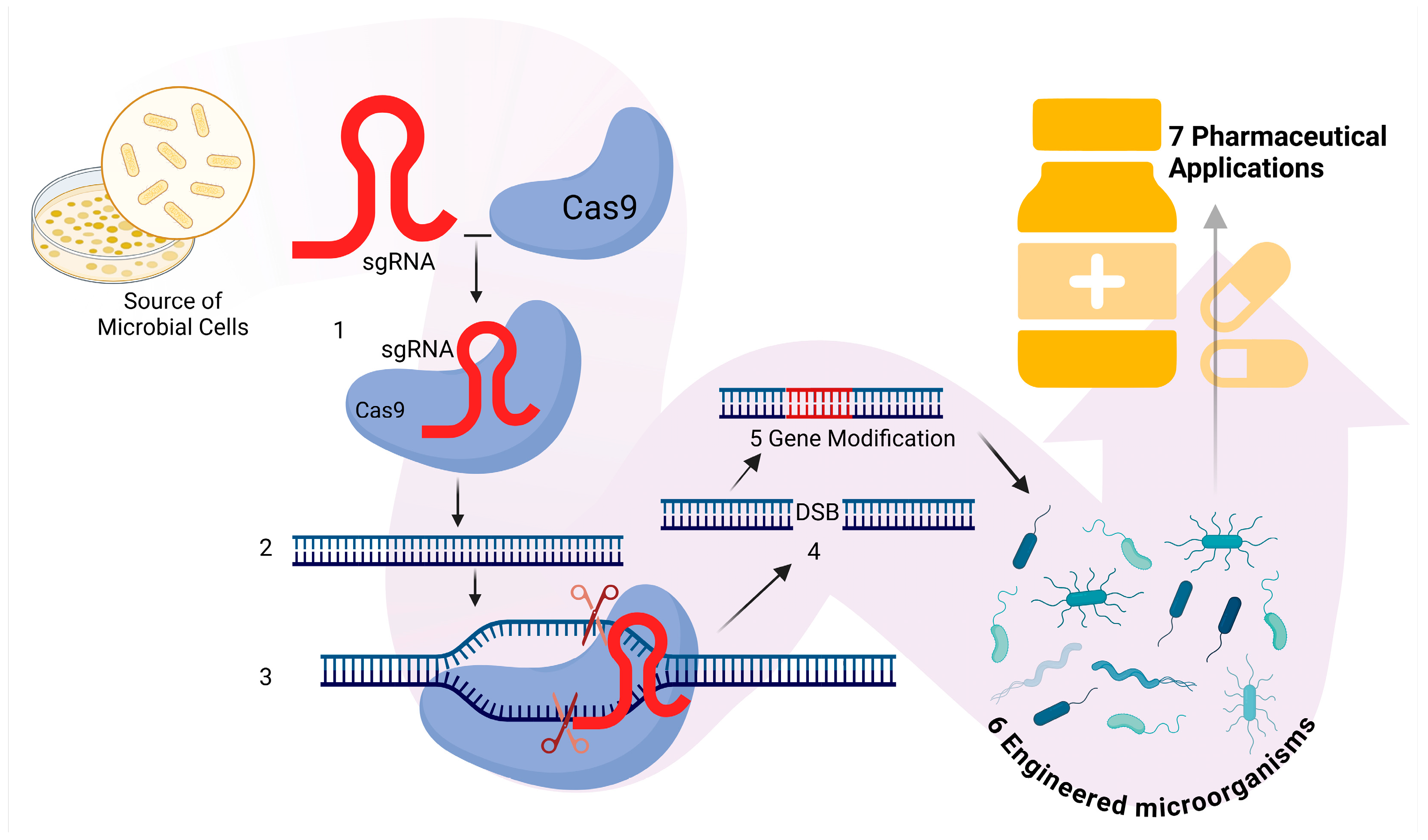 Microorganisms 13 00599 g001