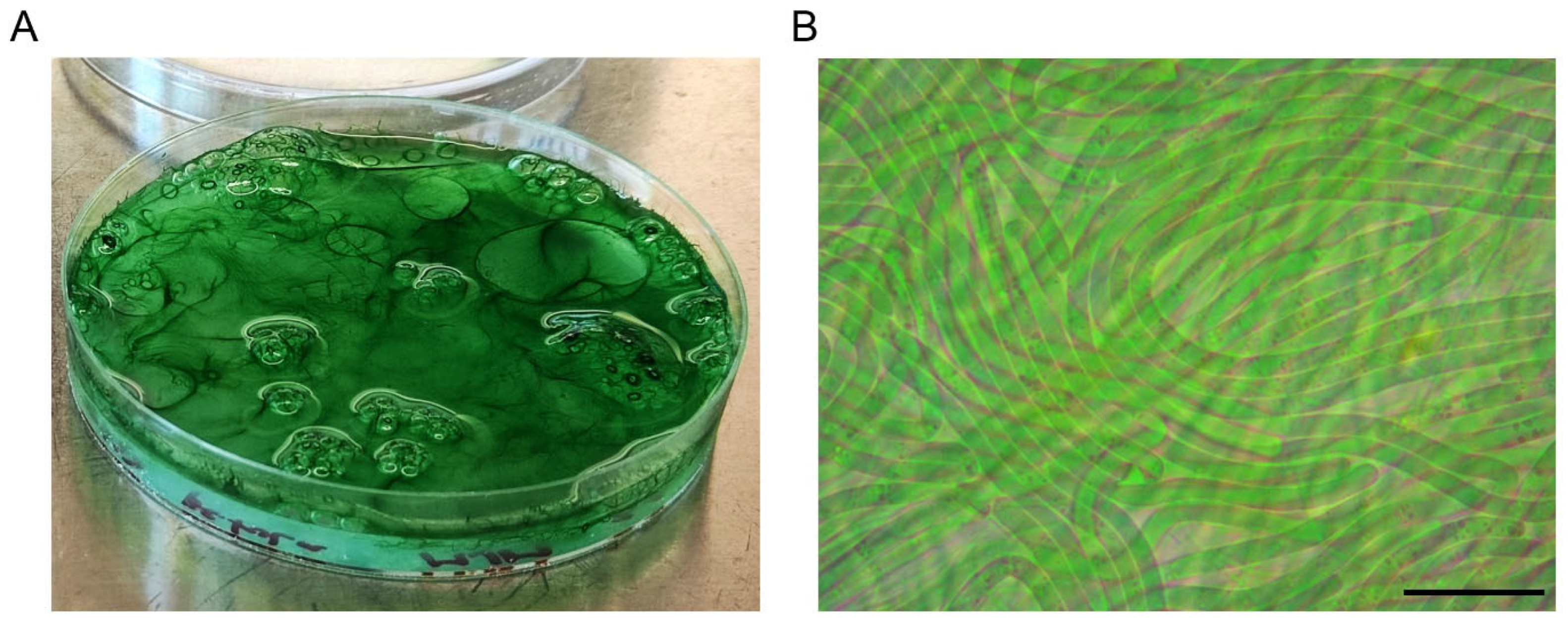 Microorganisms 13 00603 g002