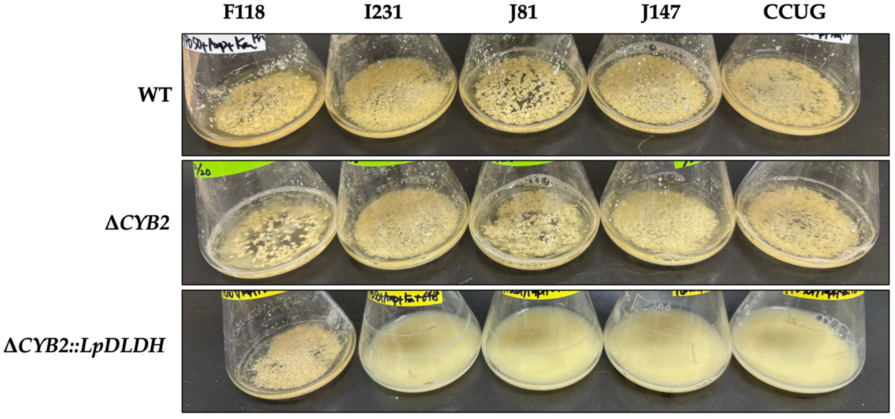 Microorganisms 13 00618 g002
