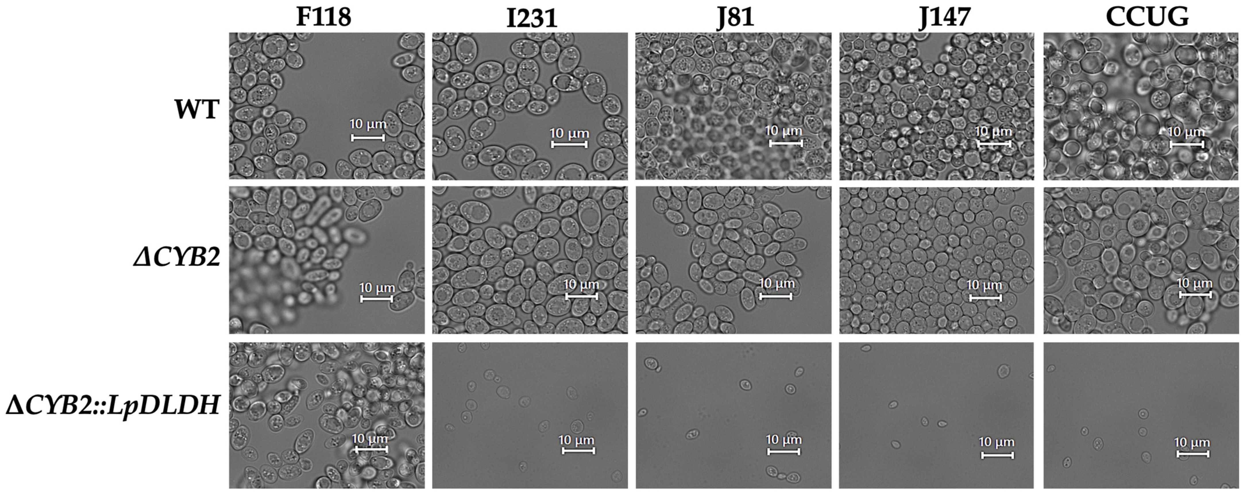 Microorganisms 13 00618 g004