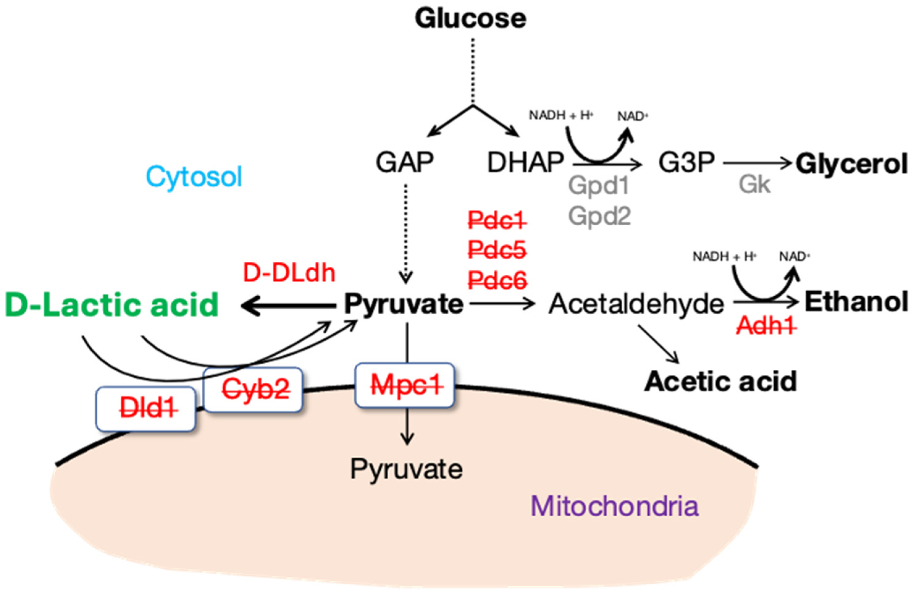 Microorganisms 13 00618 g006