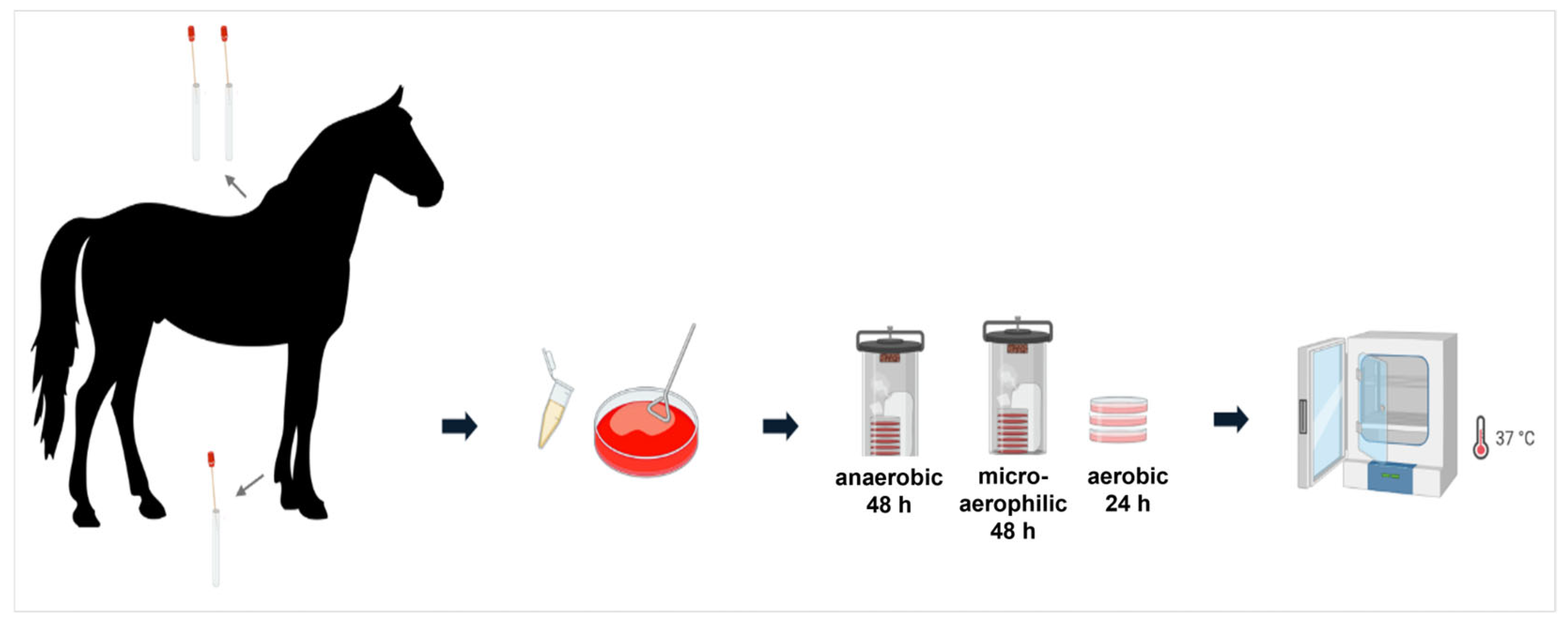 Microorganisms 13 00623 g001