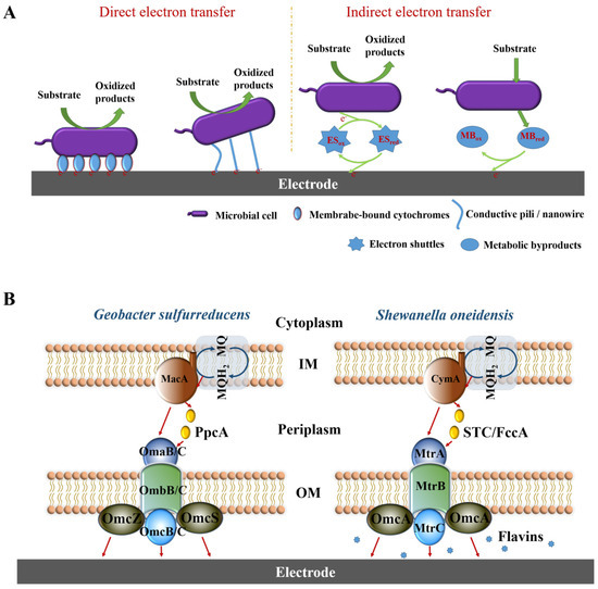 Microorganisms 13 00631 g003
