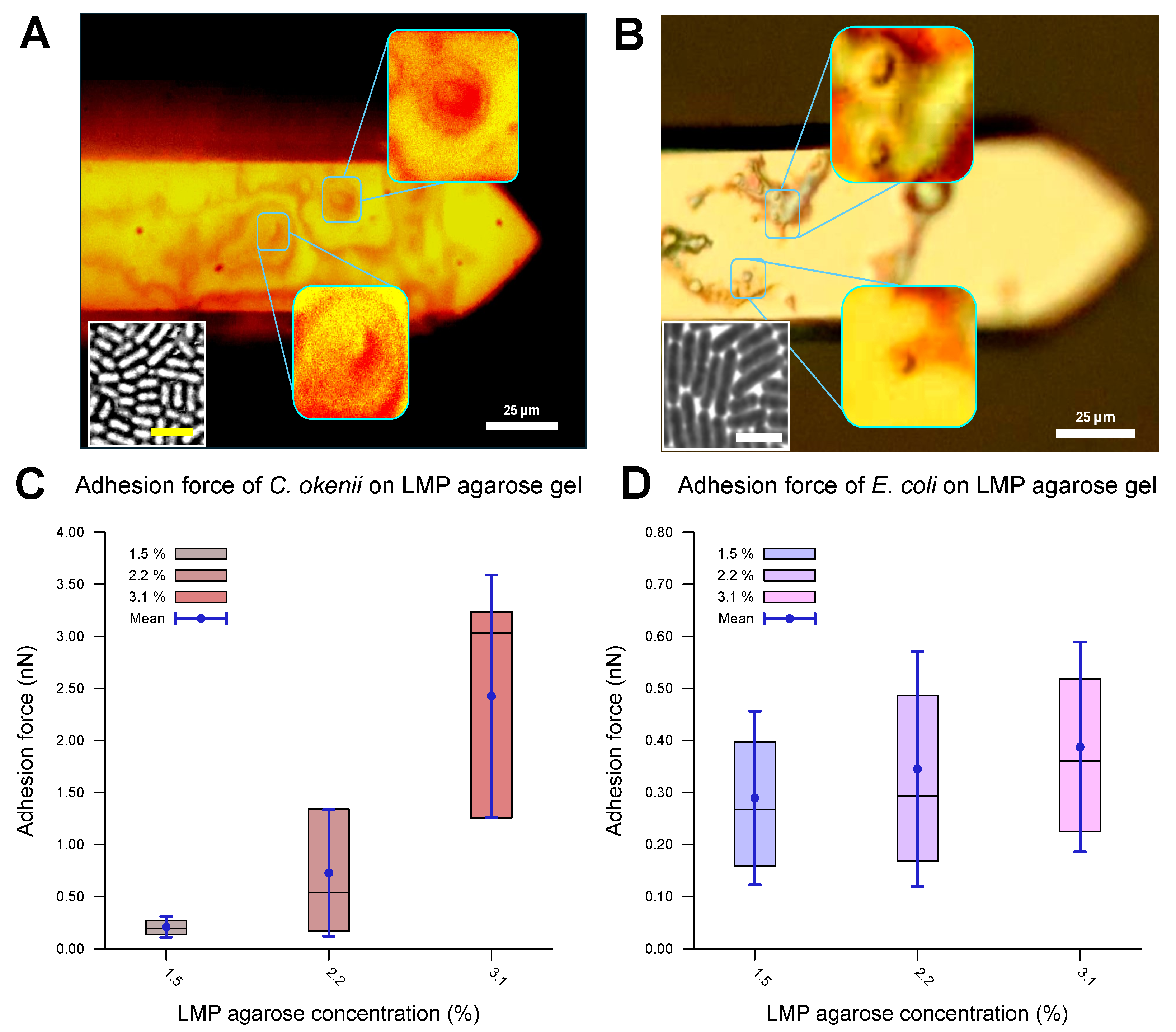 Microorganisms 13 00637 g004