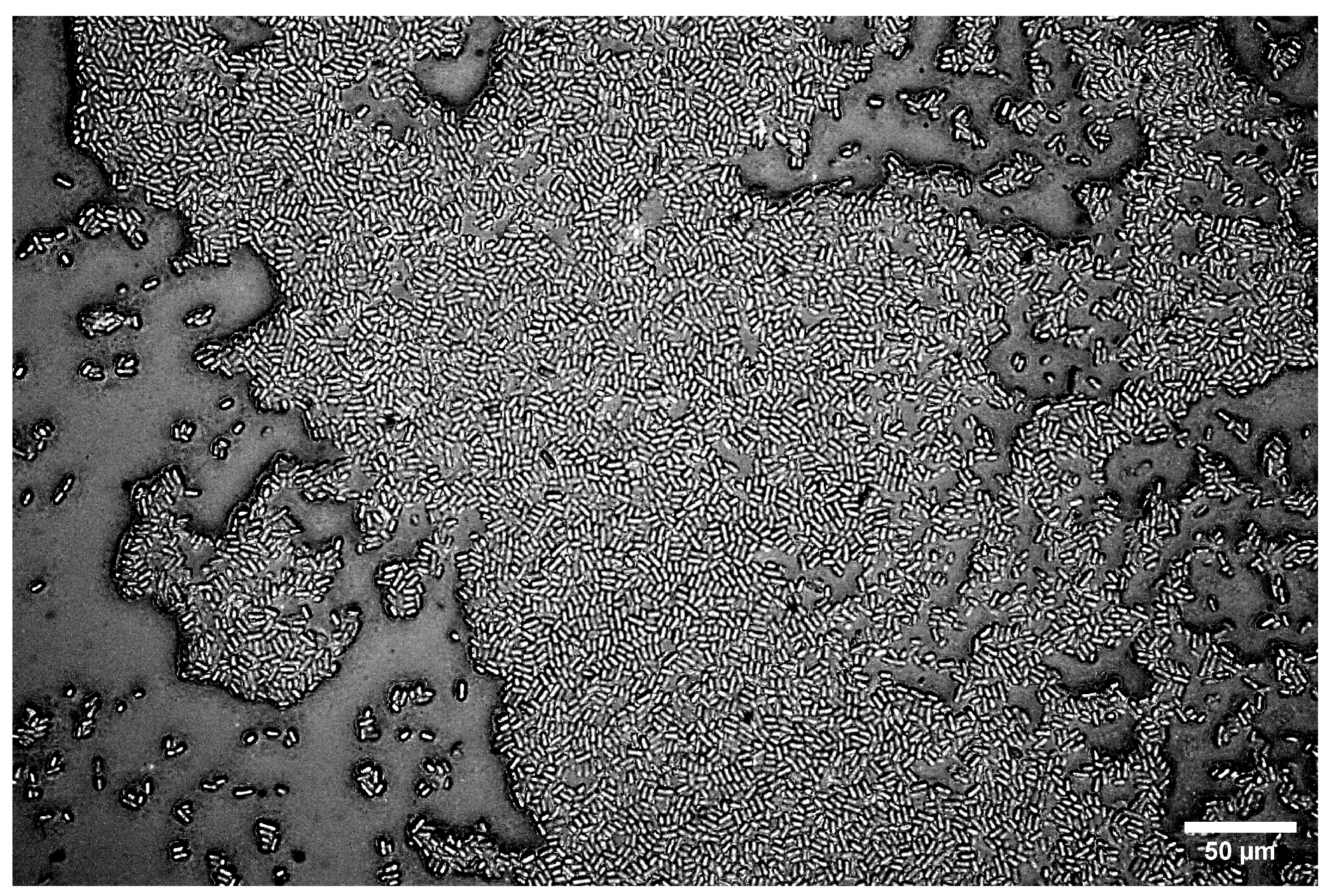 Microorganisms 13 00637 g010