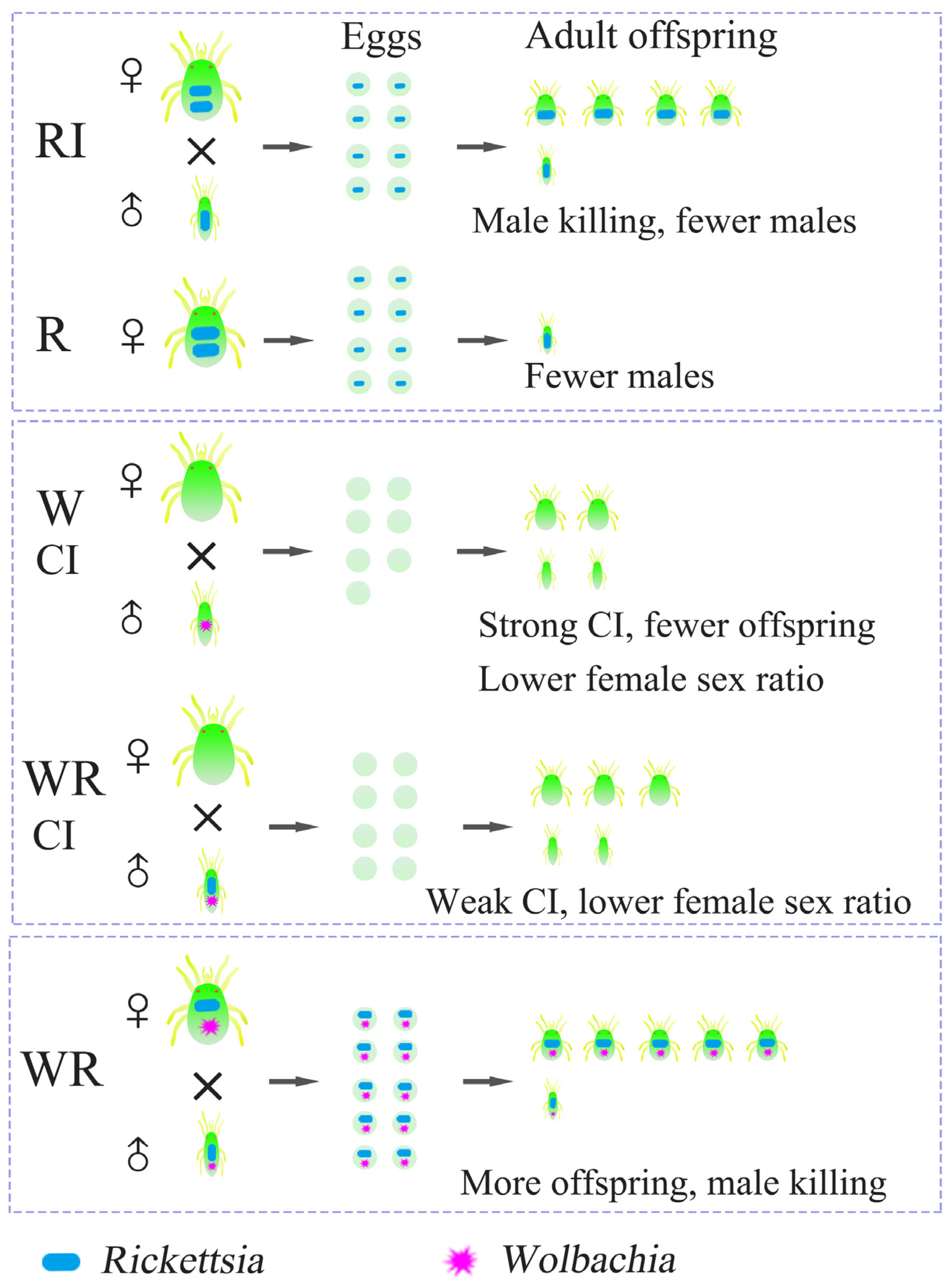 Microorganisms 13 00642 g010
