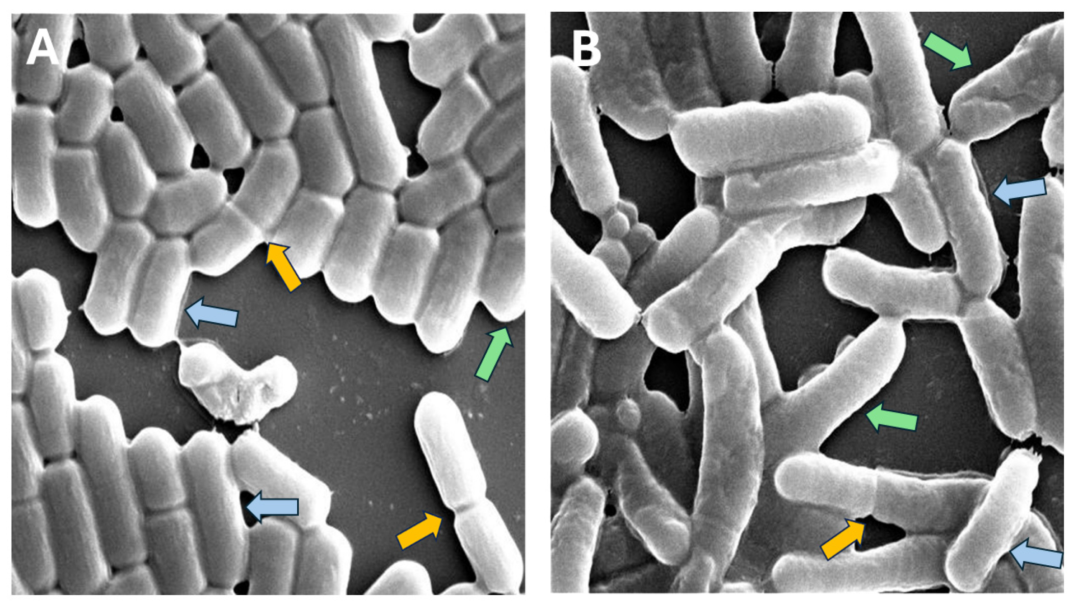 Microorganisms 13 00647 g001