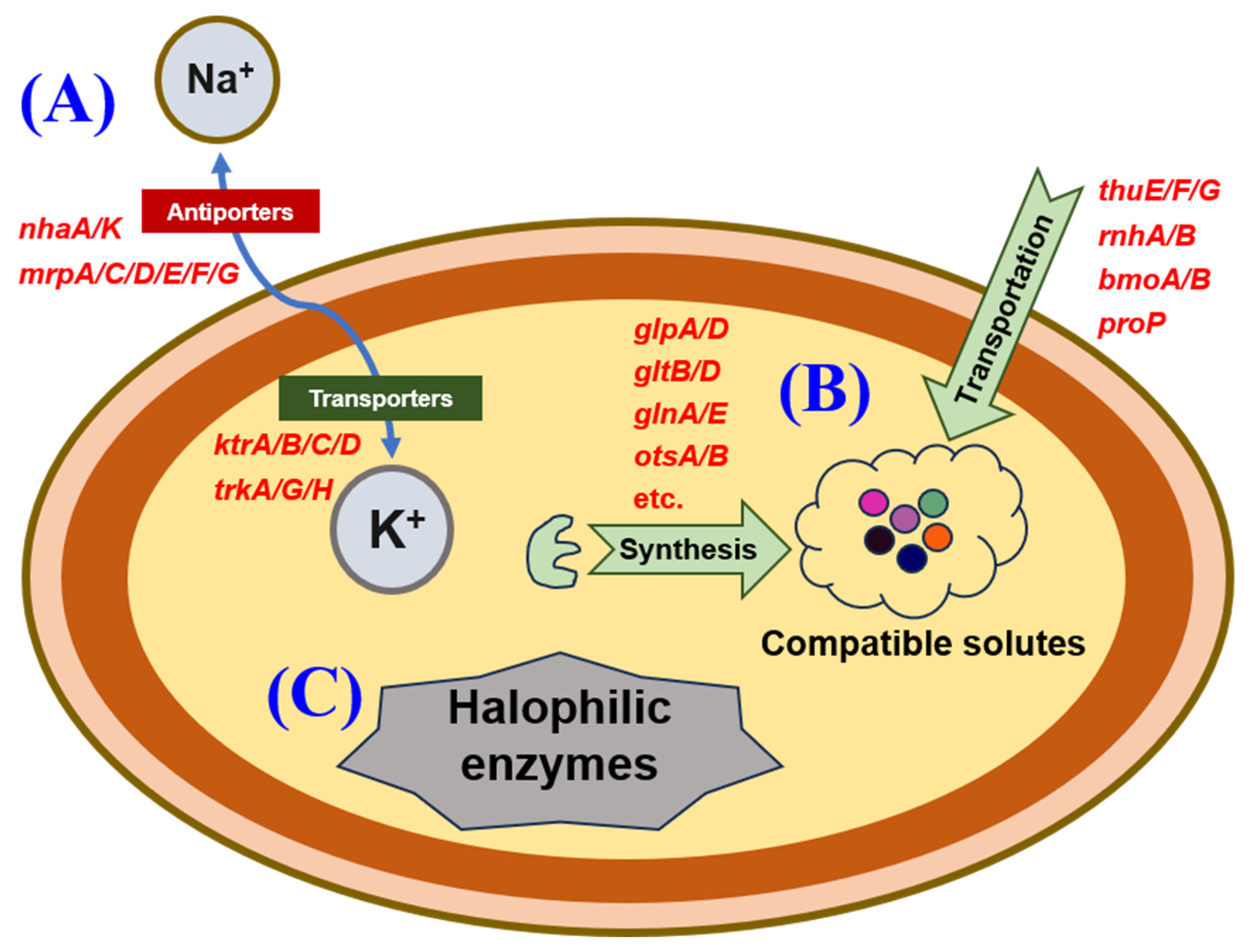 Microorganisms 13 00649 g006