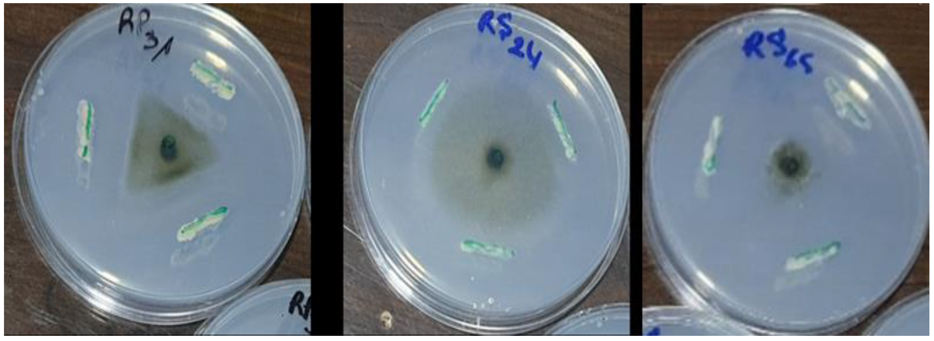 Microorganisms 13 00656 g004