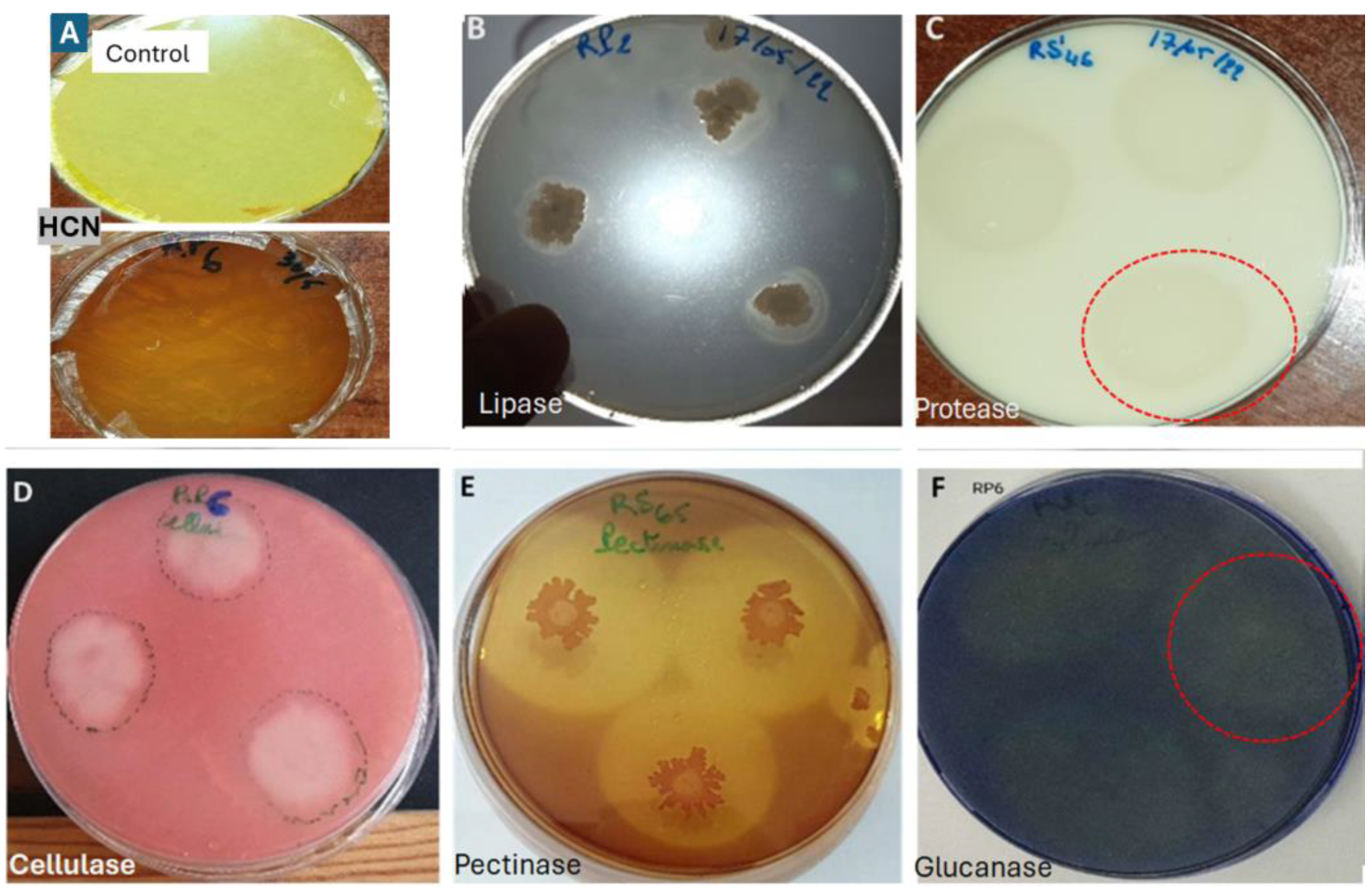 Microorganisms 13 00656 g005