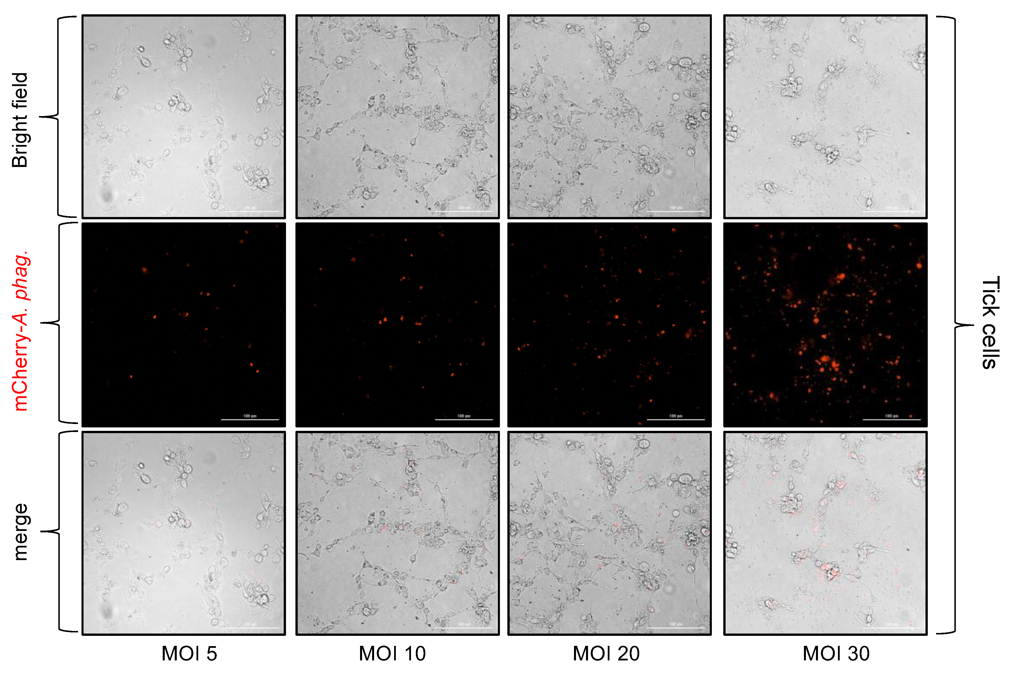 Microorganisms 13 00662 g003