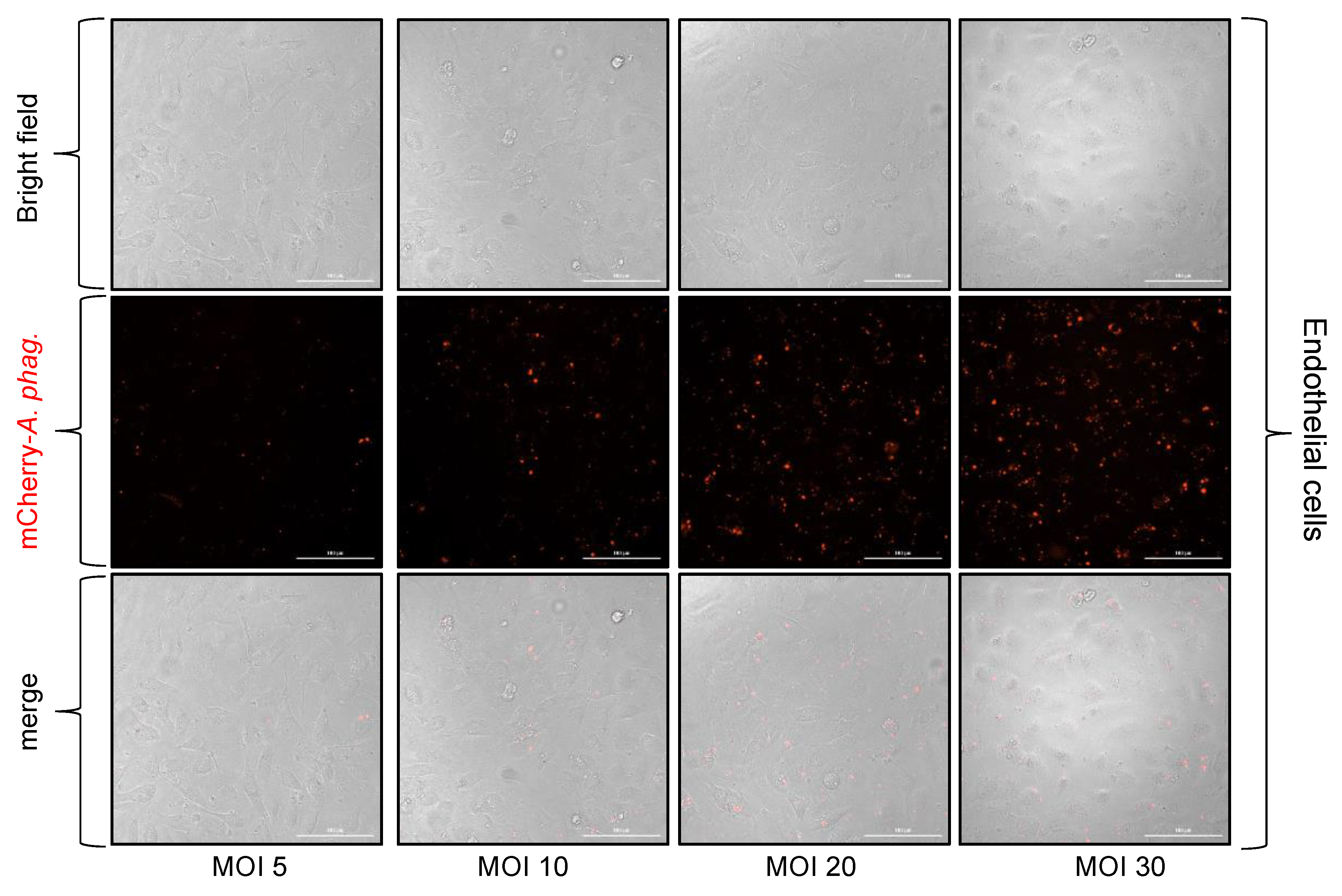 Microorganisms 13 00662 g004