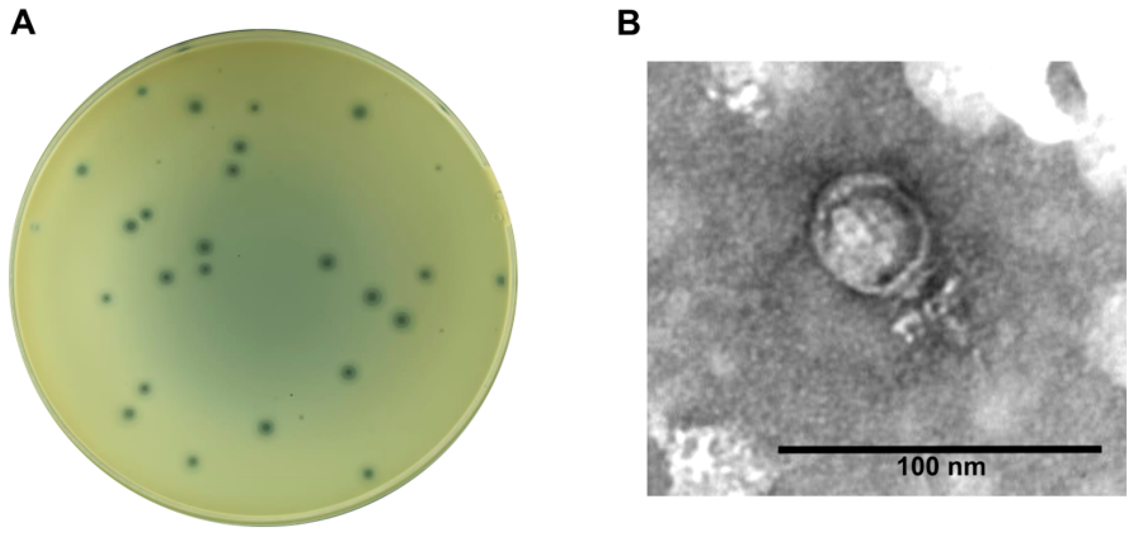 Microorganisms 13 00664 g001