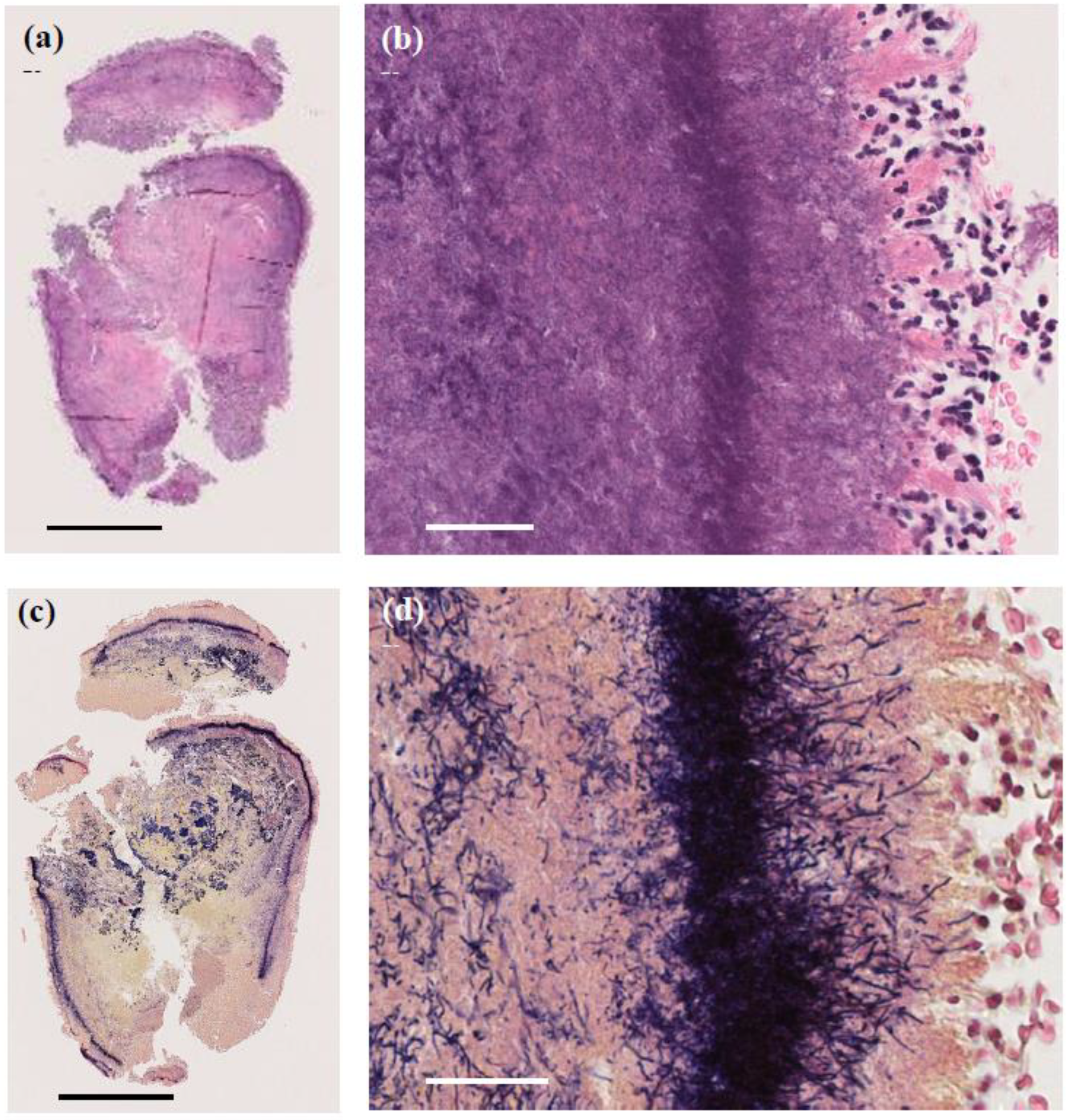 Microorganisms 13 00671 g004