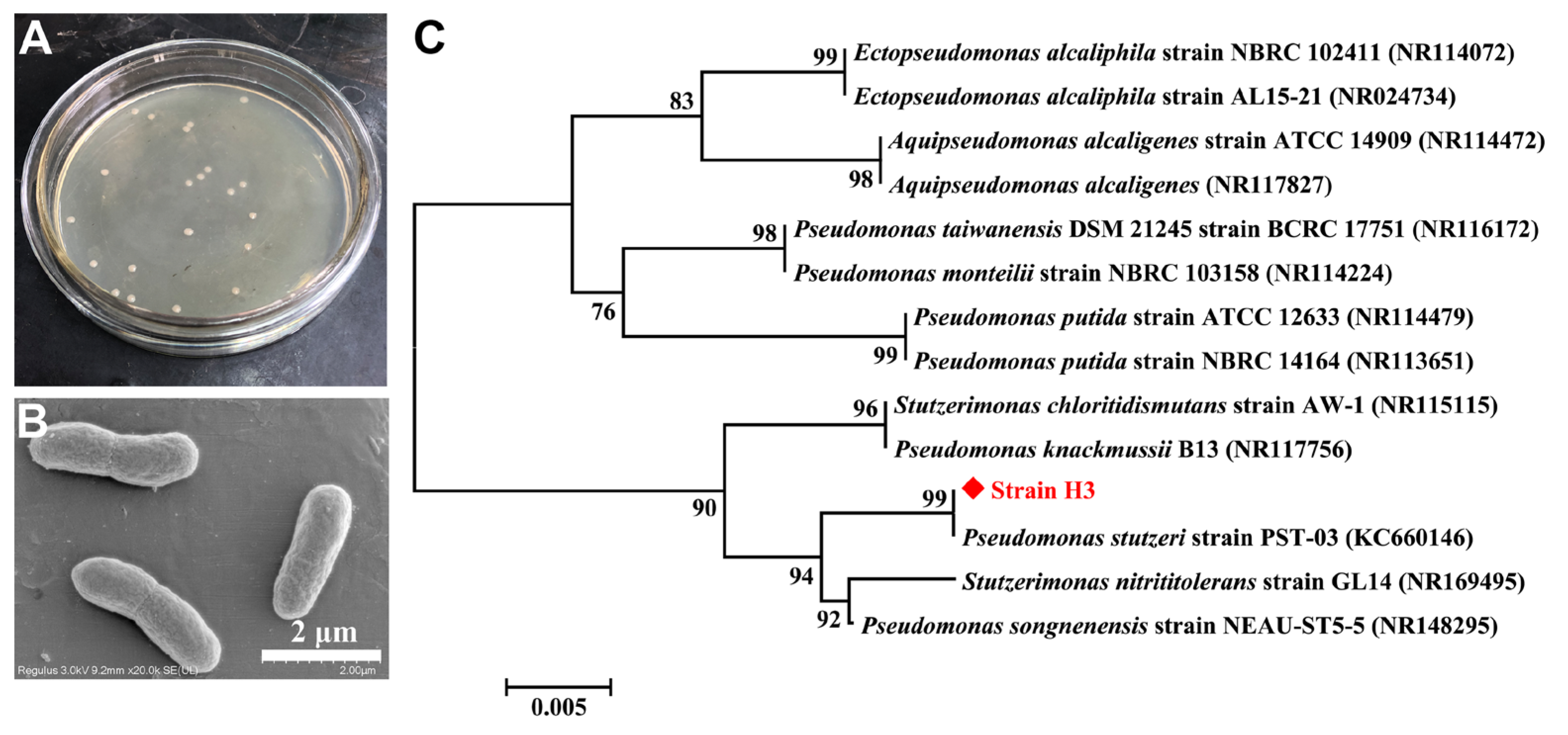 Microorganisms 13 00687 g001