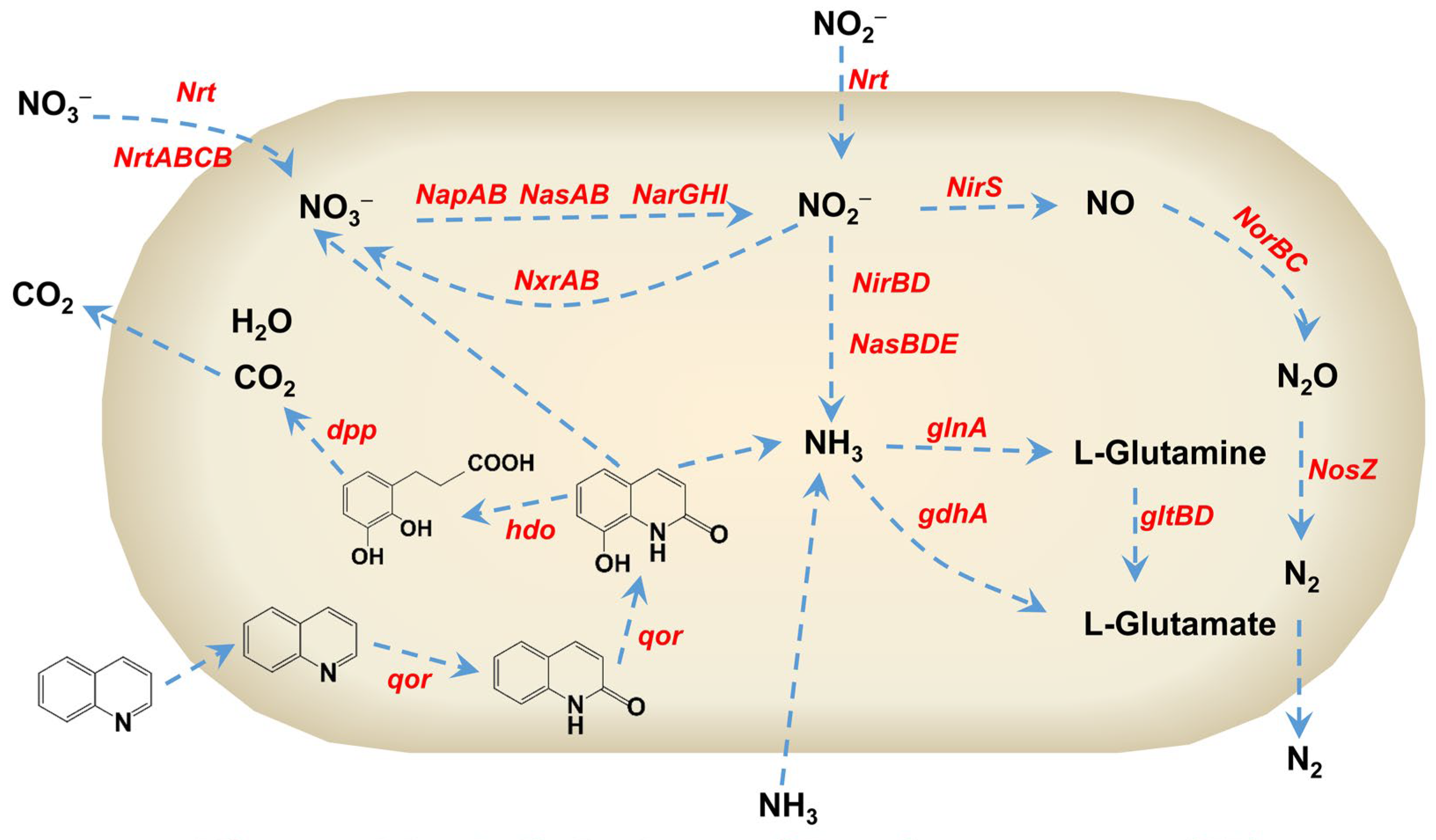 Microorganisms 13 00687 g007