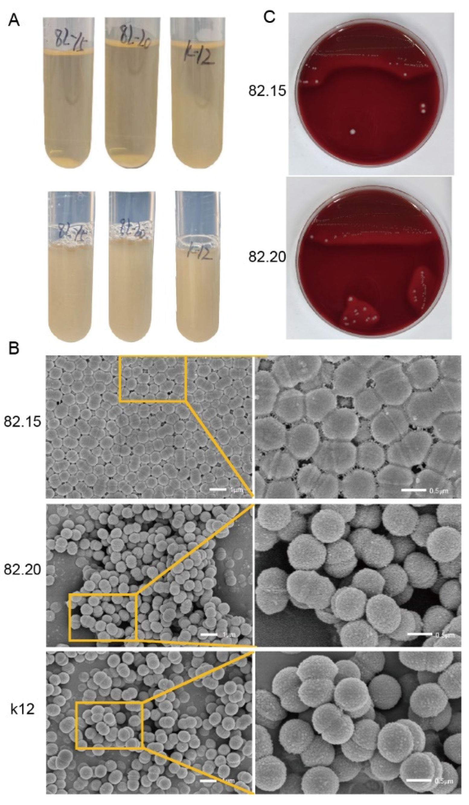 Microorganisms 13 00694 g001