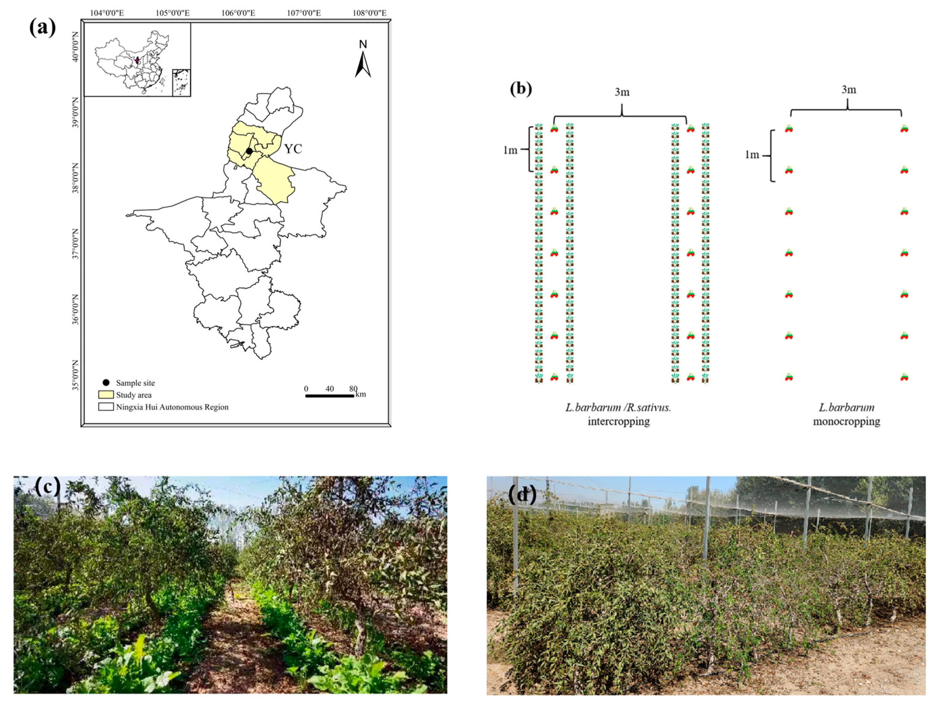 Microorganisms 13 00696 g001