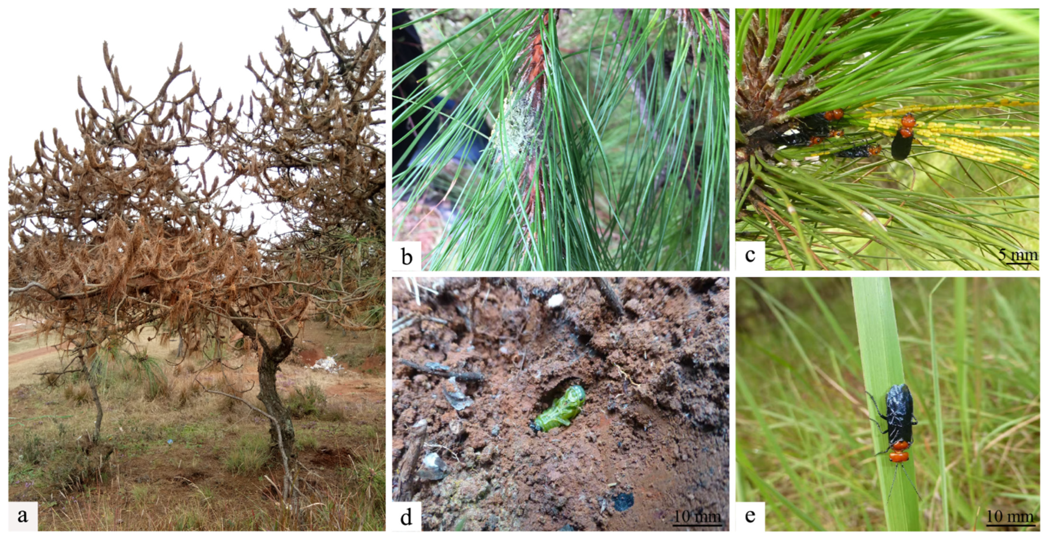 Microorganisms 13 00709 g001