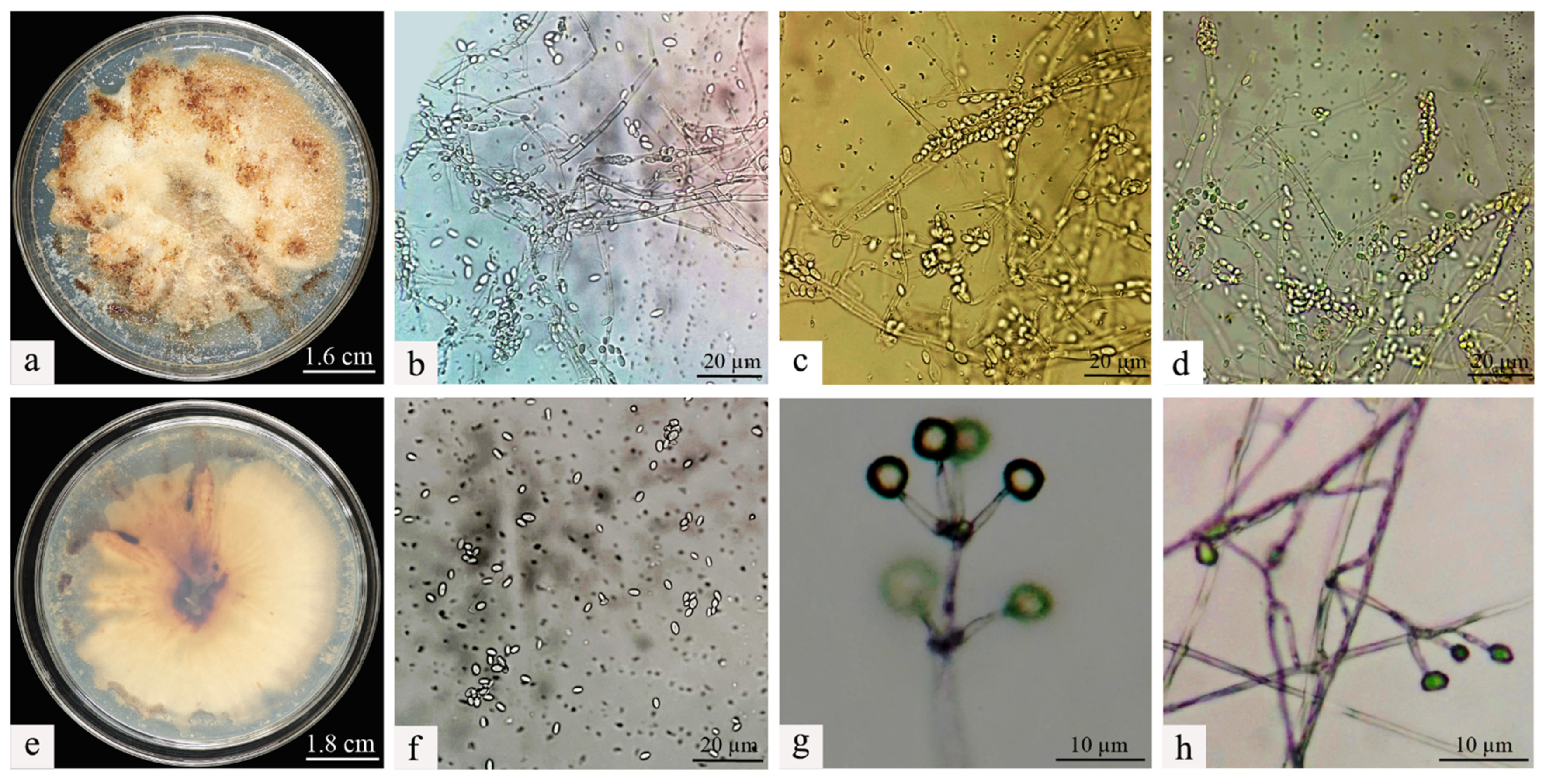 Microorganisms 13 00709 g003