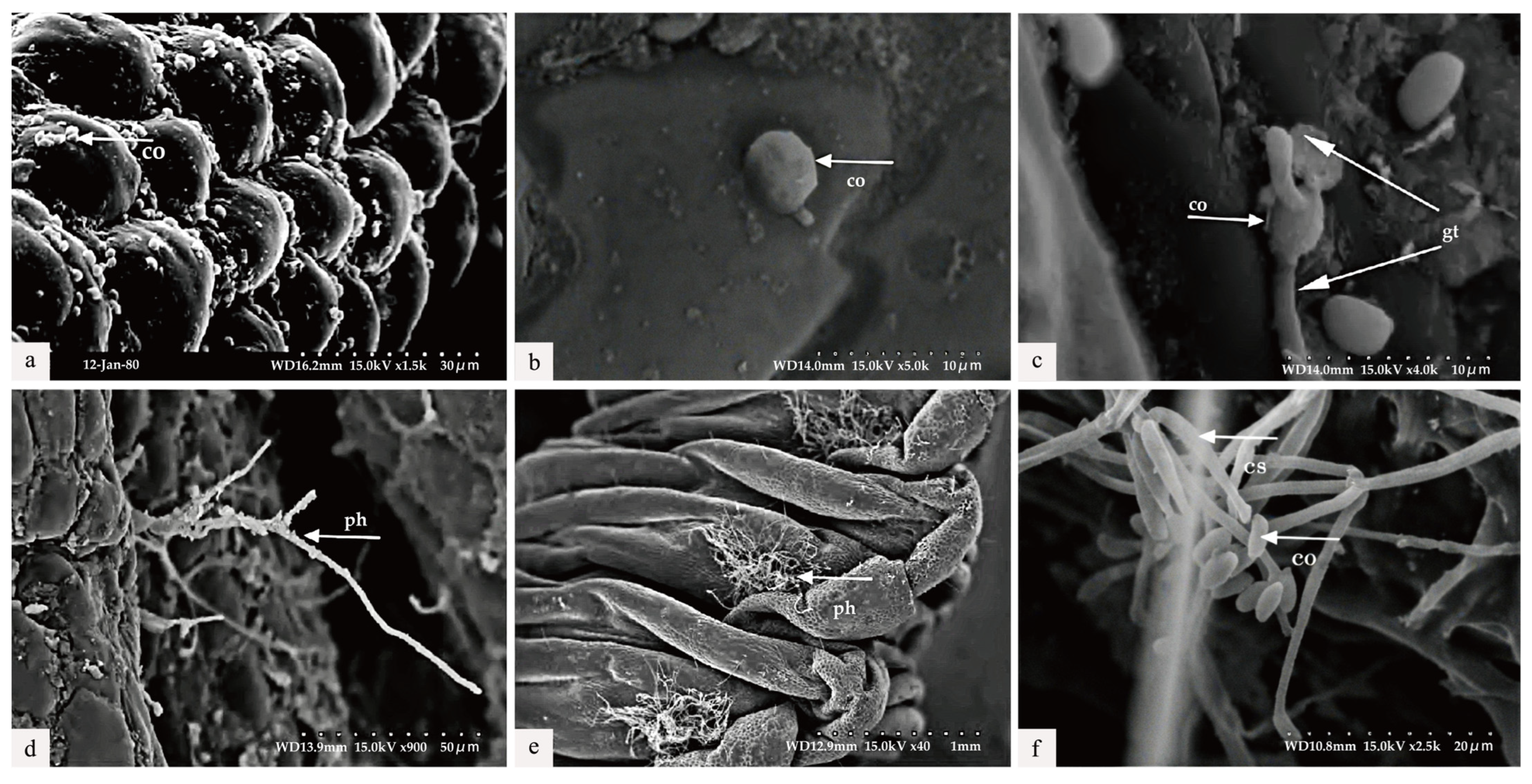 Microorganisms 13 00709 g005