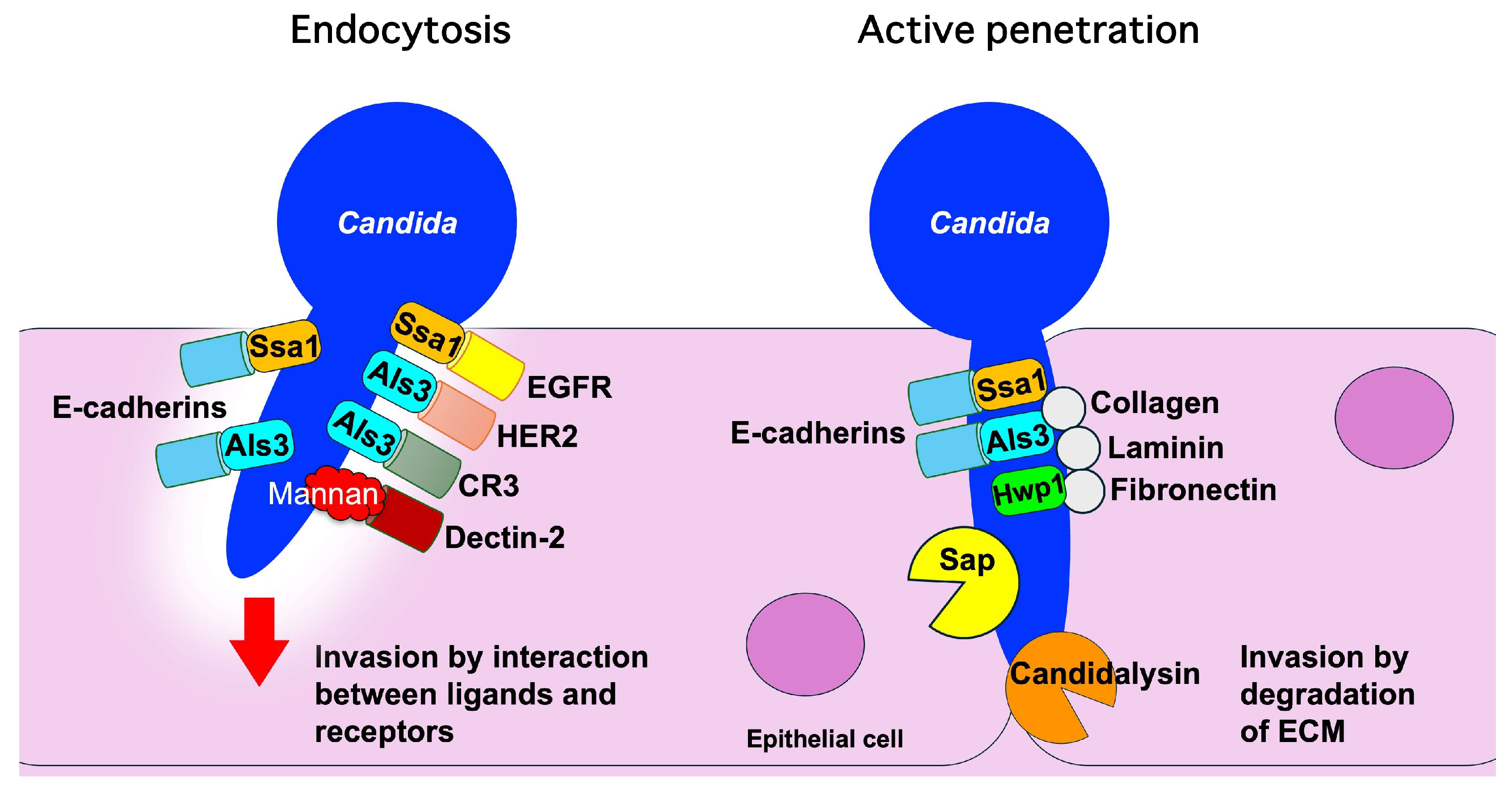 Microorganisms 13 00717 g001 Microorganisms 13 00717 g001