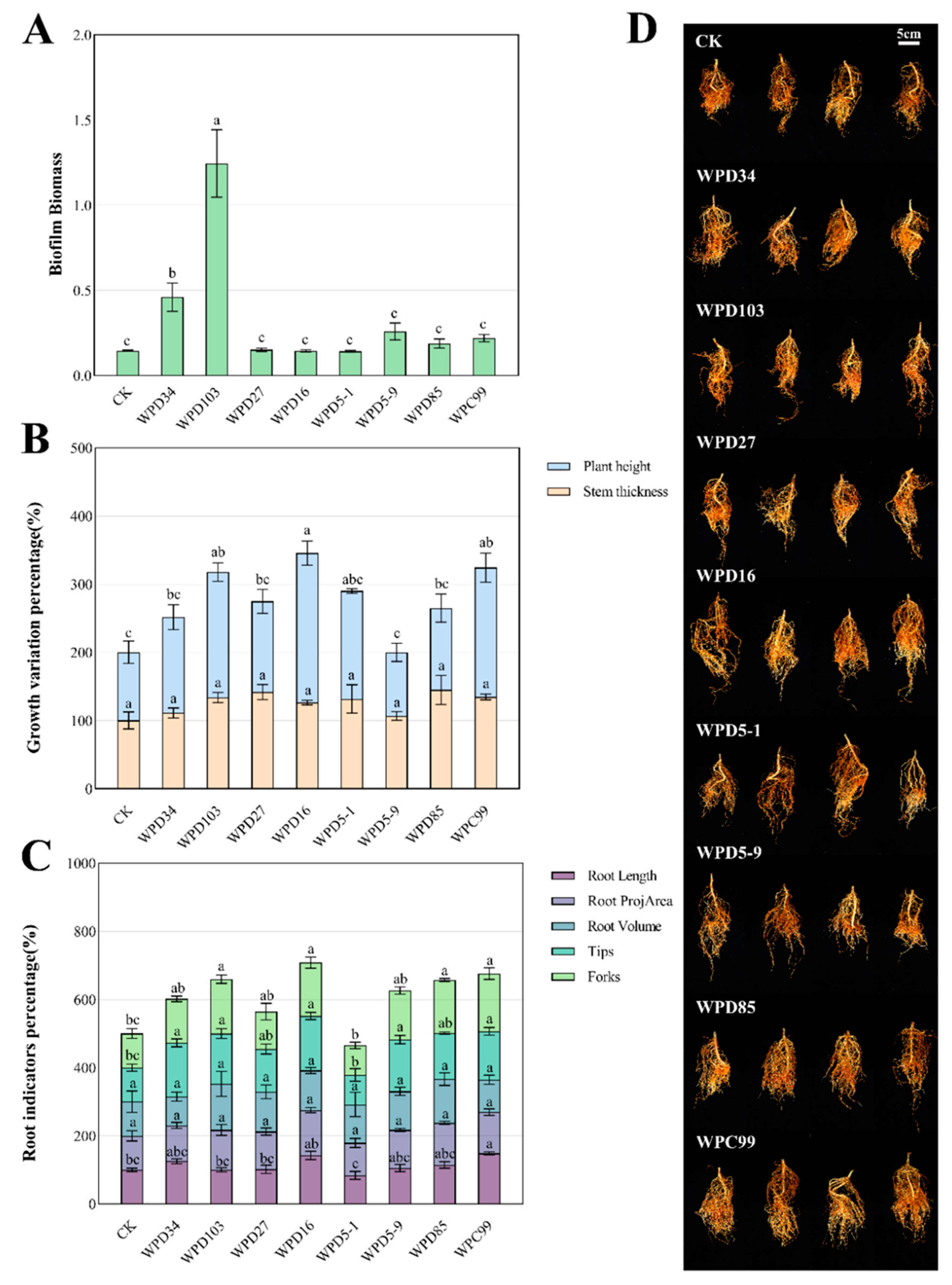 Microorganisms 13 00718 g005