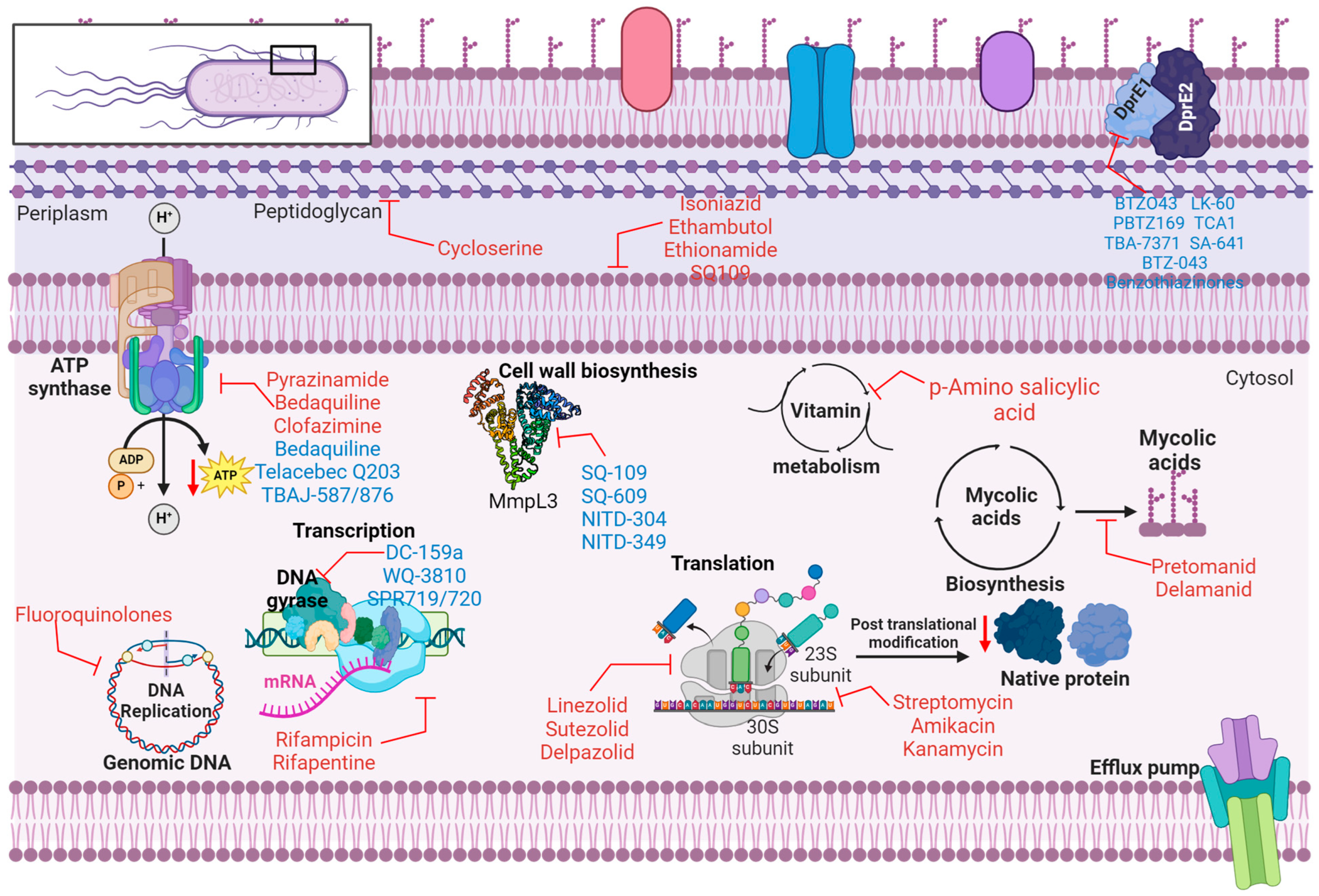 Microorganisms 13 00722 g002
