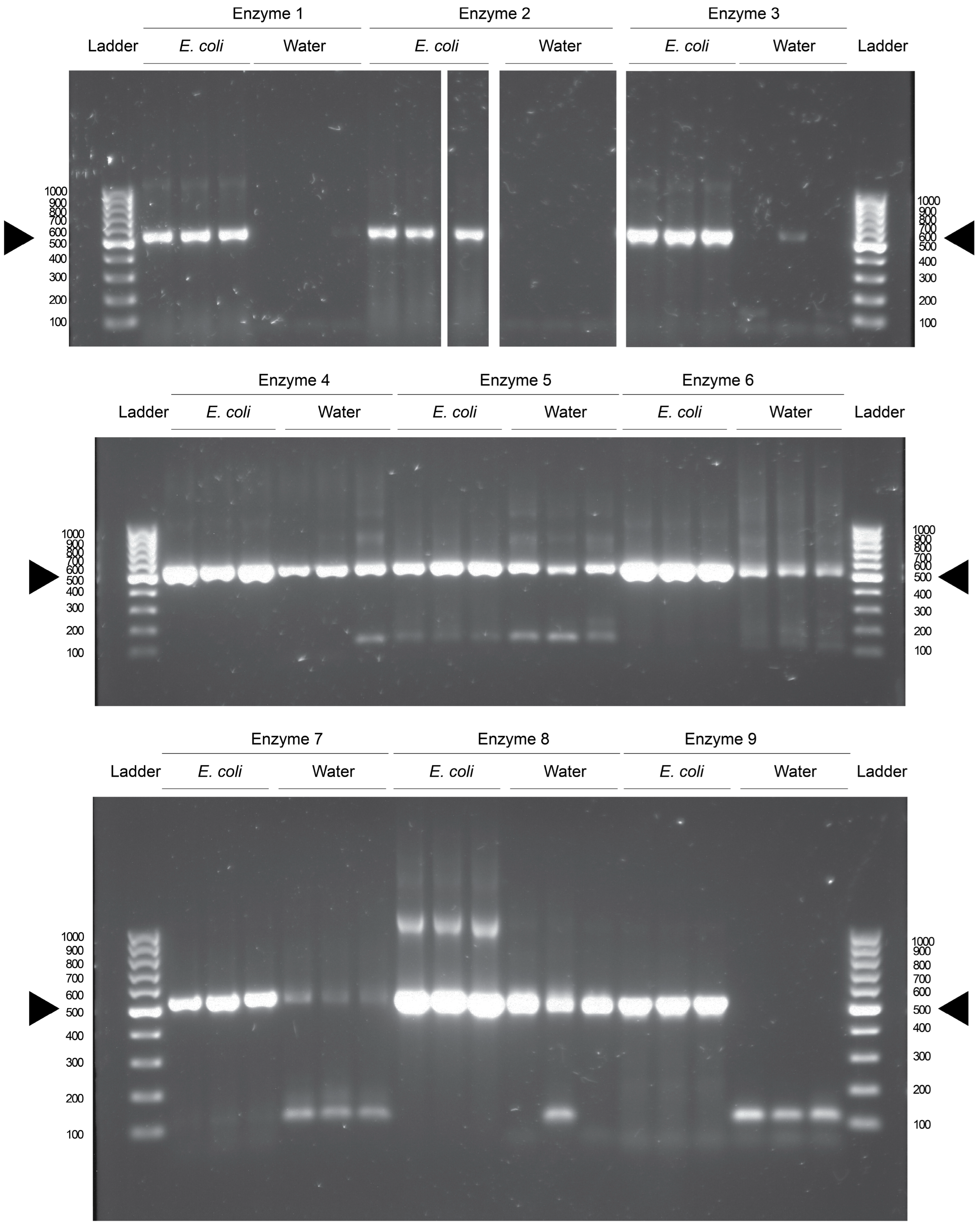 Microorganisms 13 00732 g001