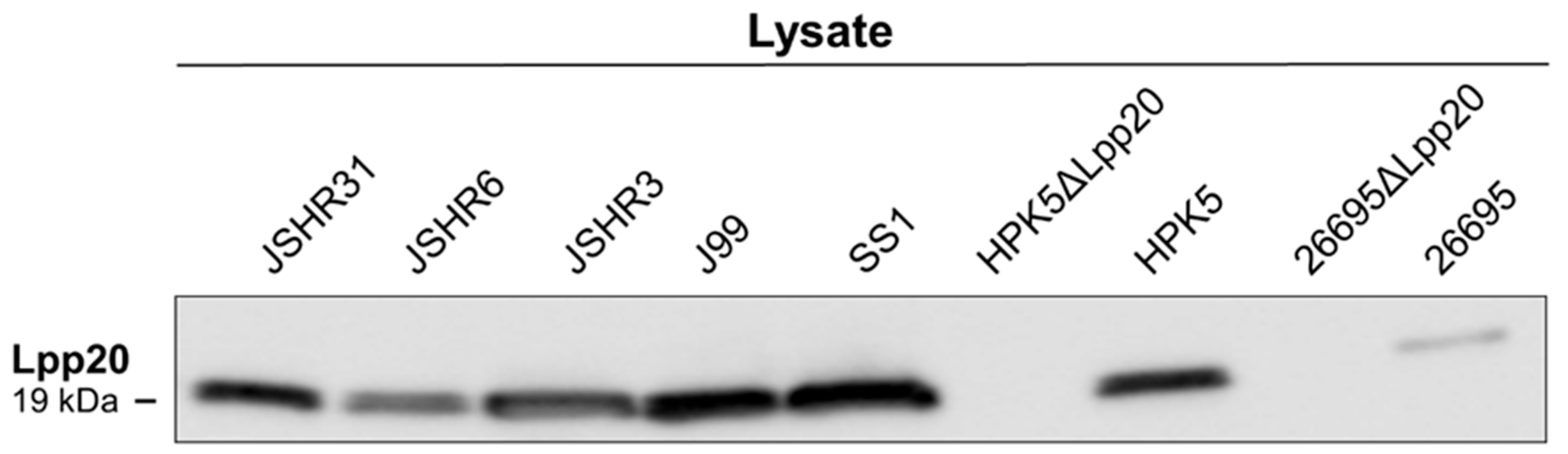 Microorganisms 13 00753 g002