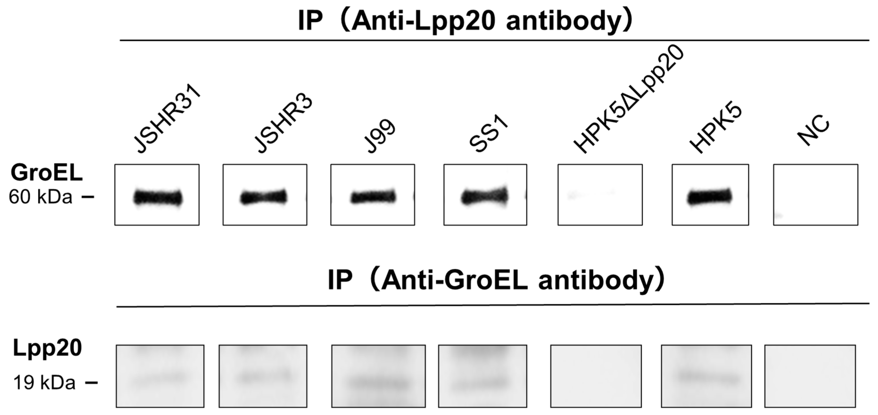 Microorganisms 13 00753 g004
