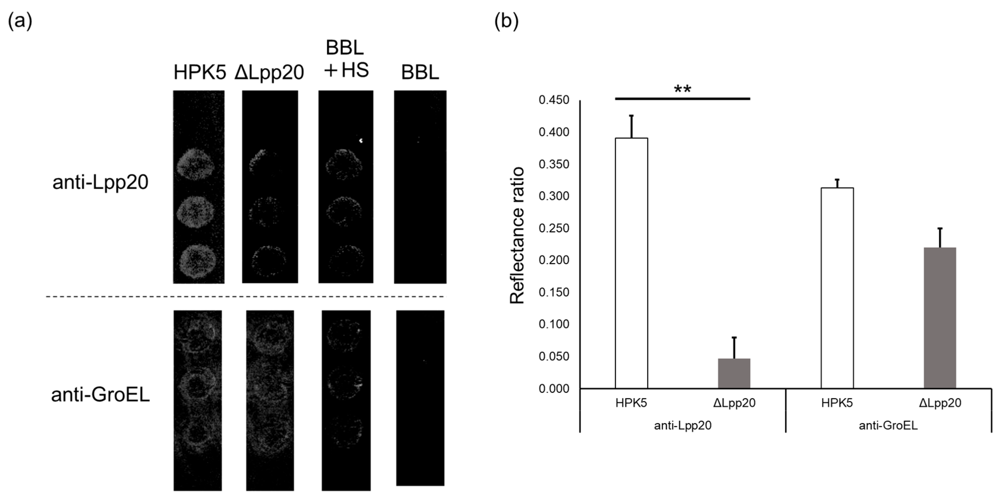Microorganisms 13 00753 g005