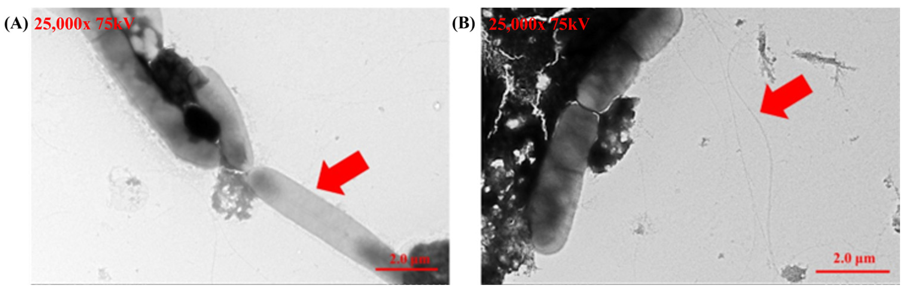 Microorganisms 13 00767 g003