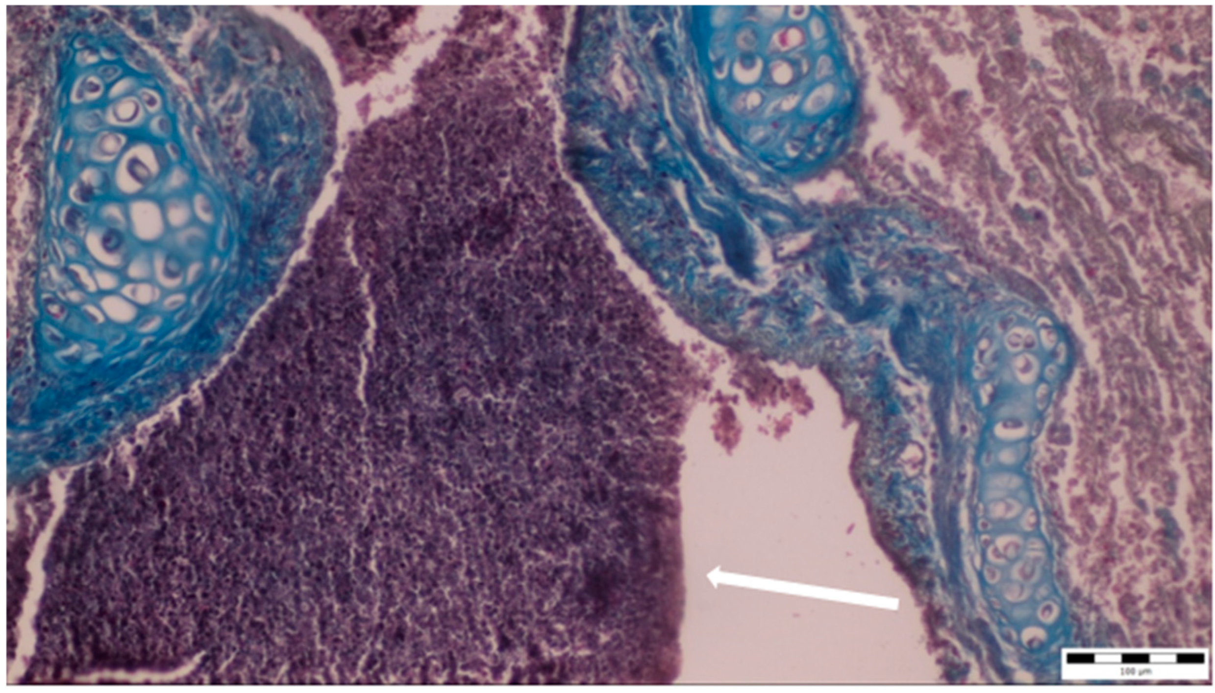 Microorganisms 13 00769 g004