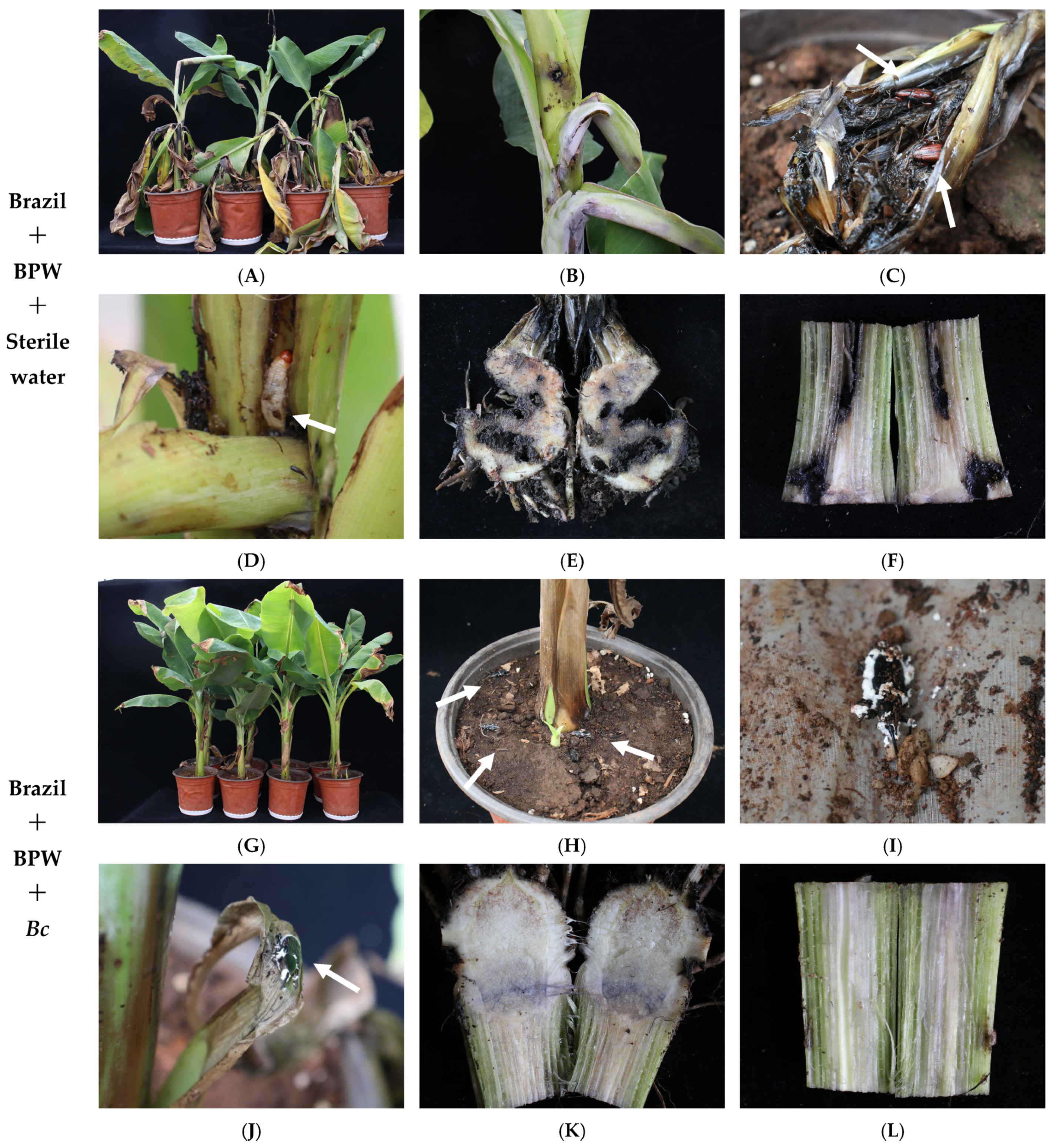 Microorganisms 13 00782 g010