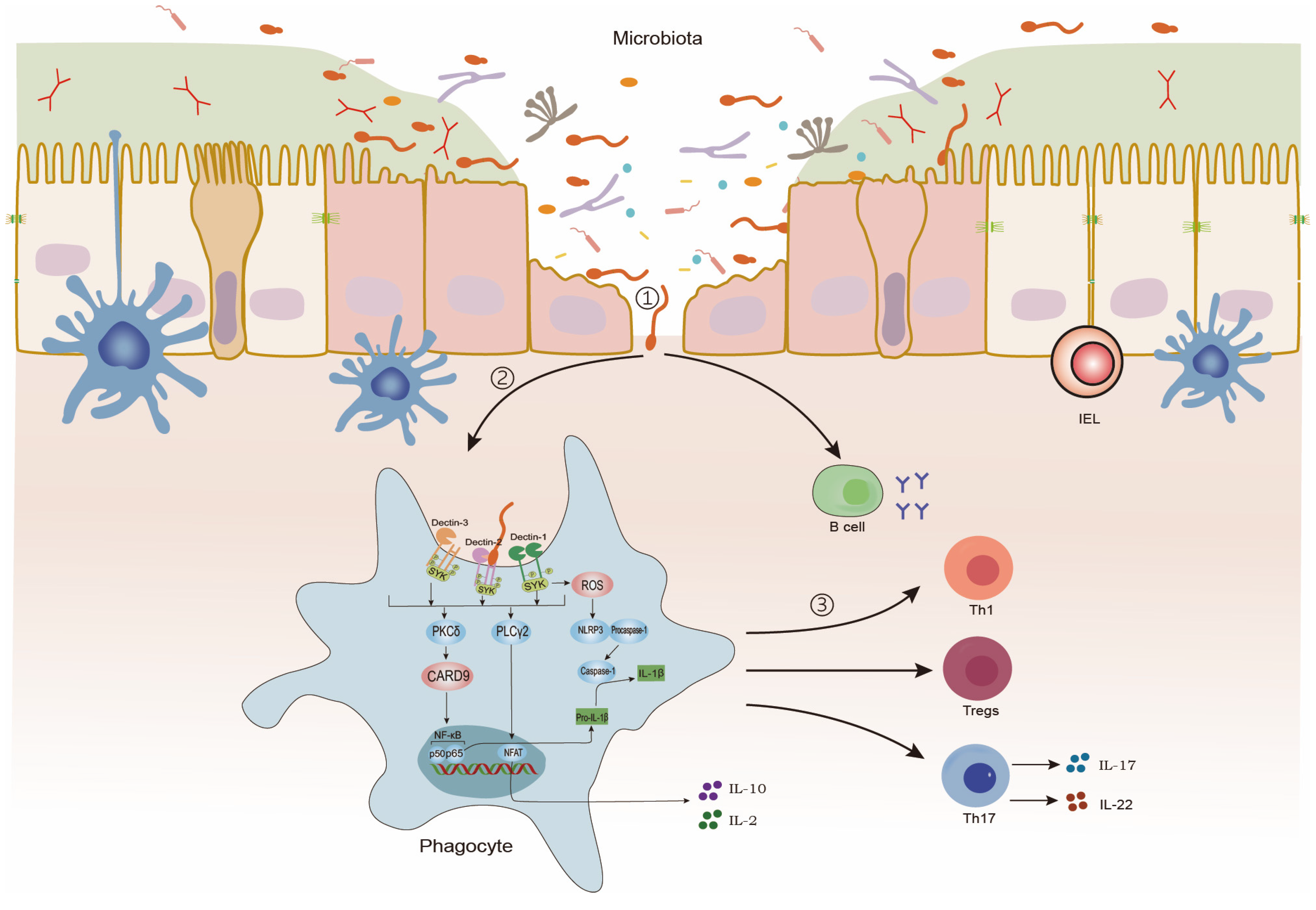 Microorganisms 13 00794 g001