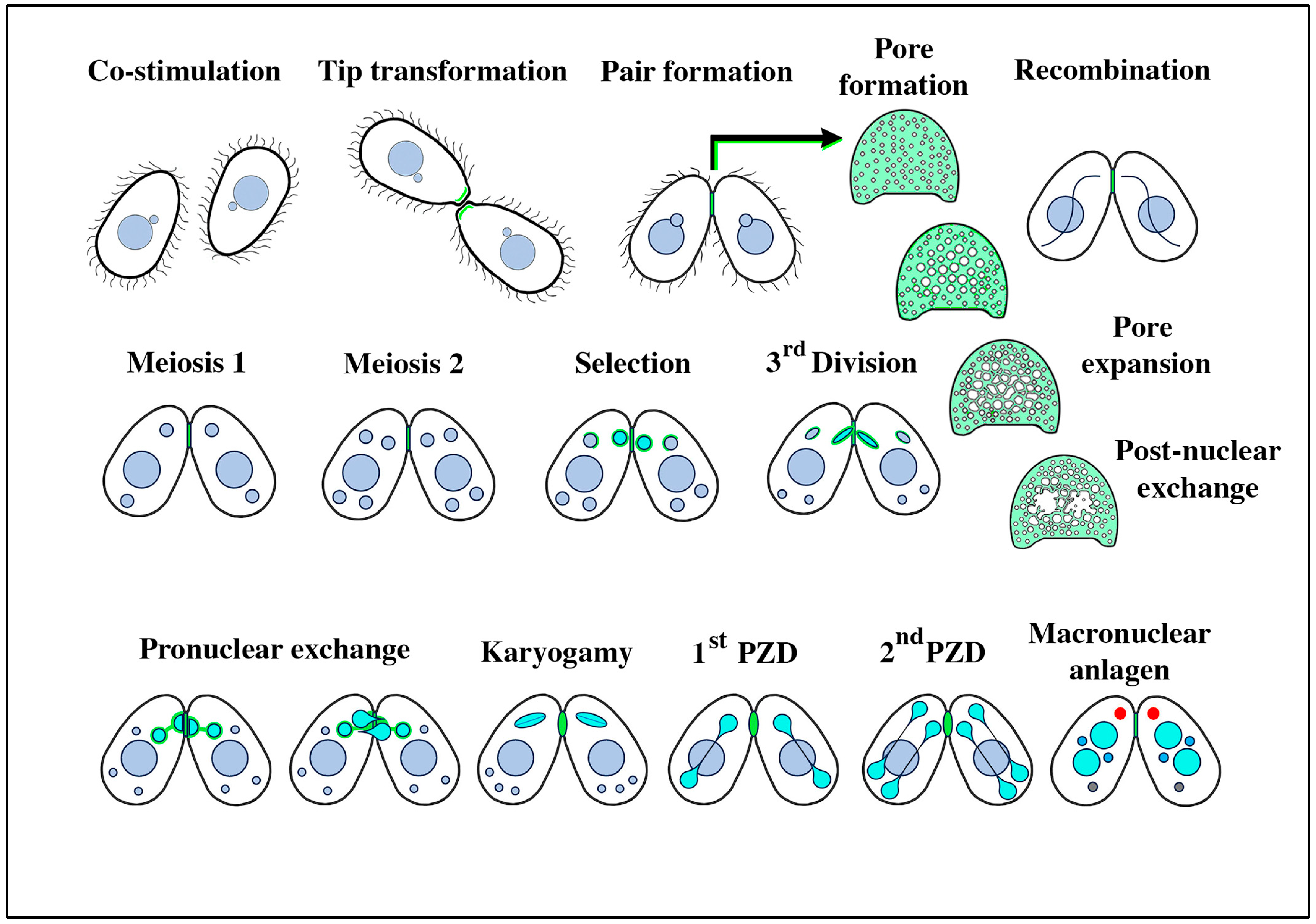 Microorganisms 13 00803 g001